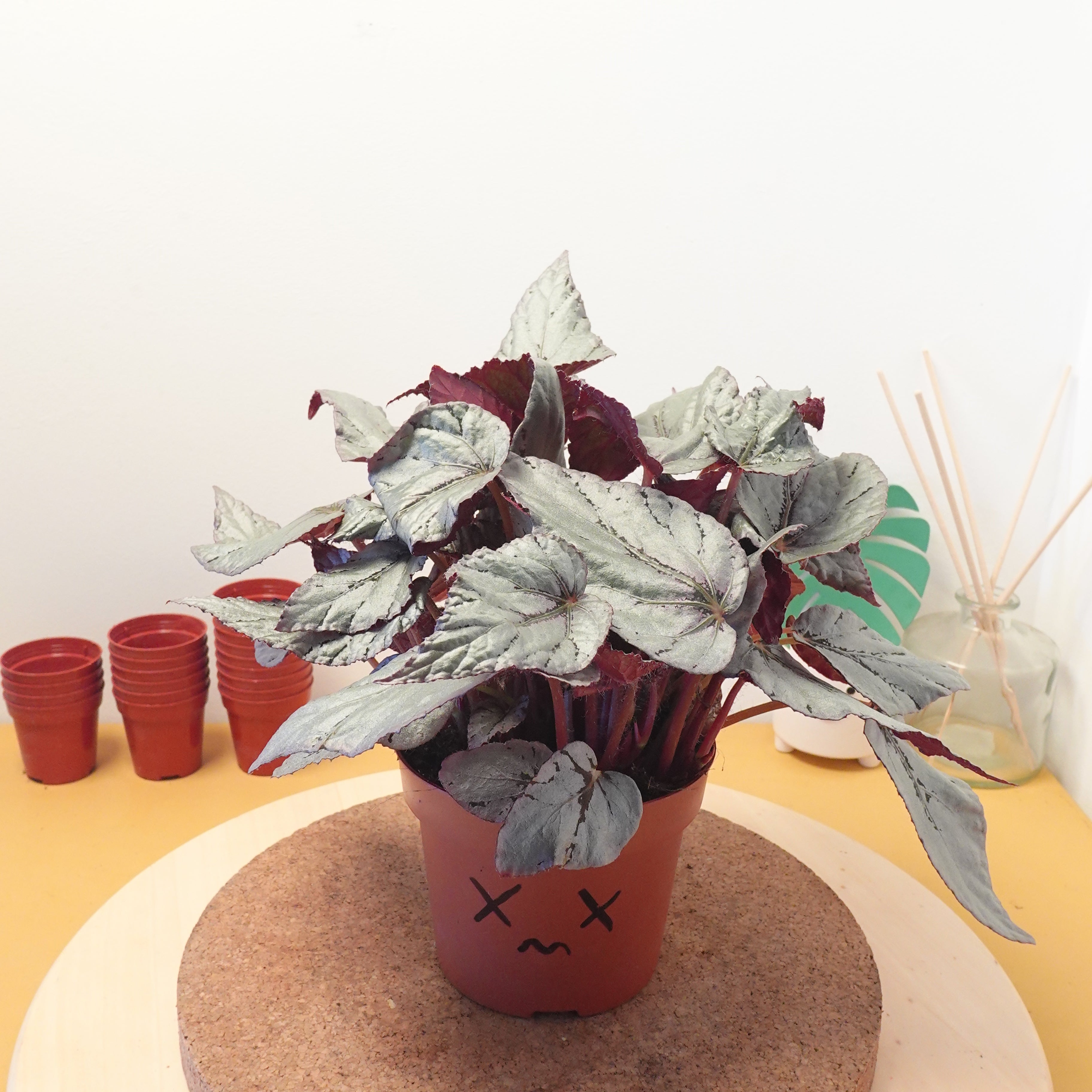 Begonia BELEAF ARCTIC BREEZE