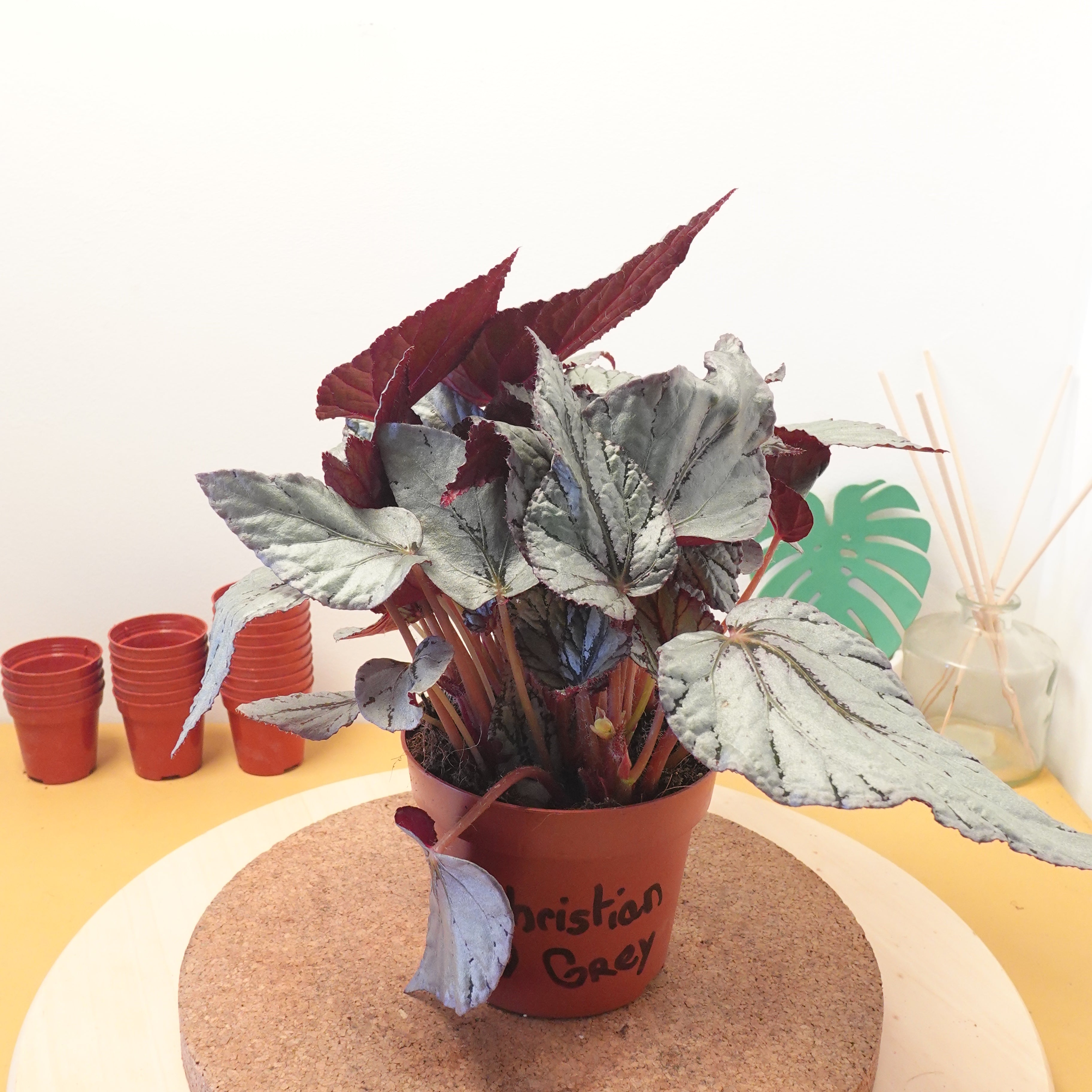 Begonia BELEAF ARCTIC BREEZE