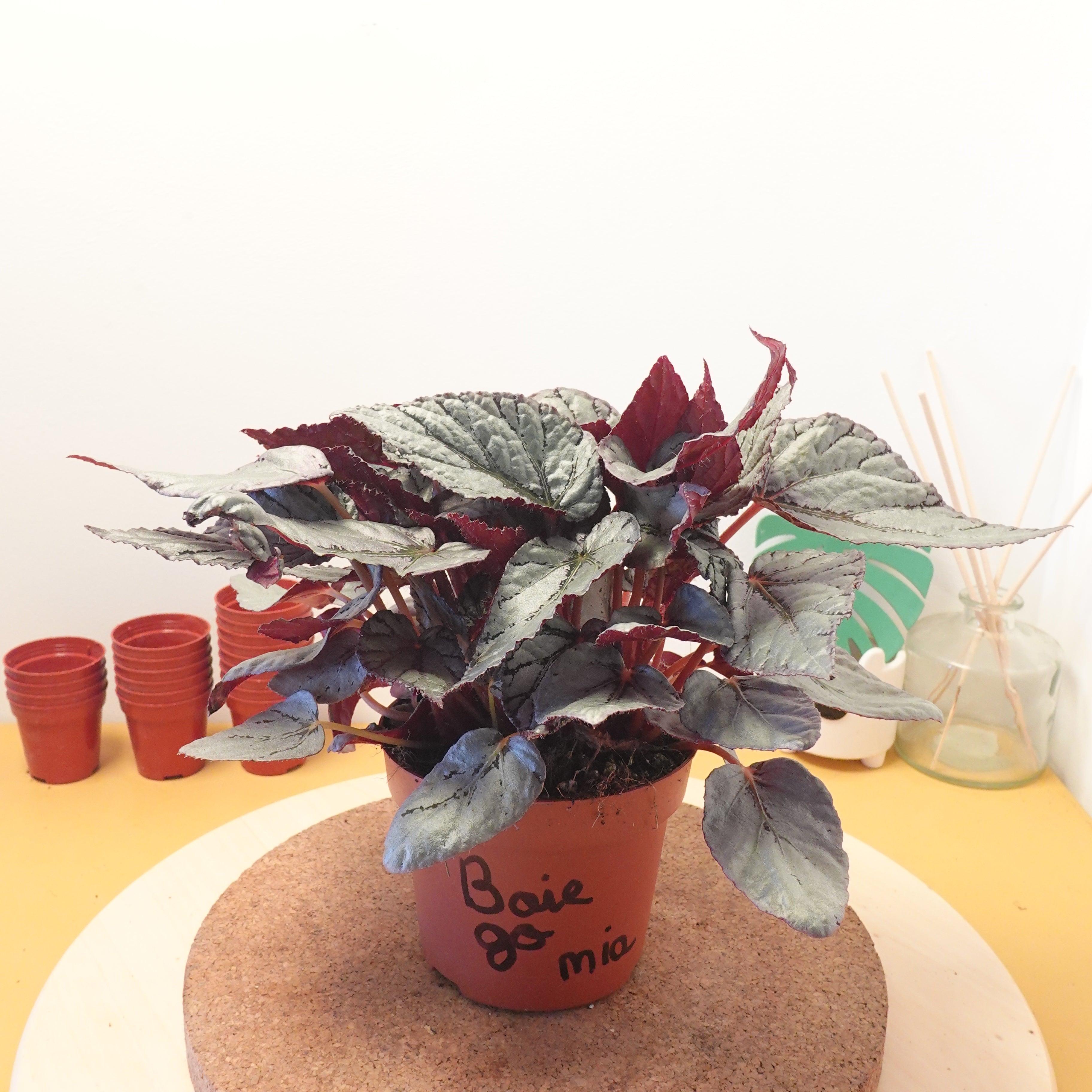 Begonia BELEAF ARCTIC BREEZE