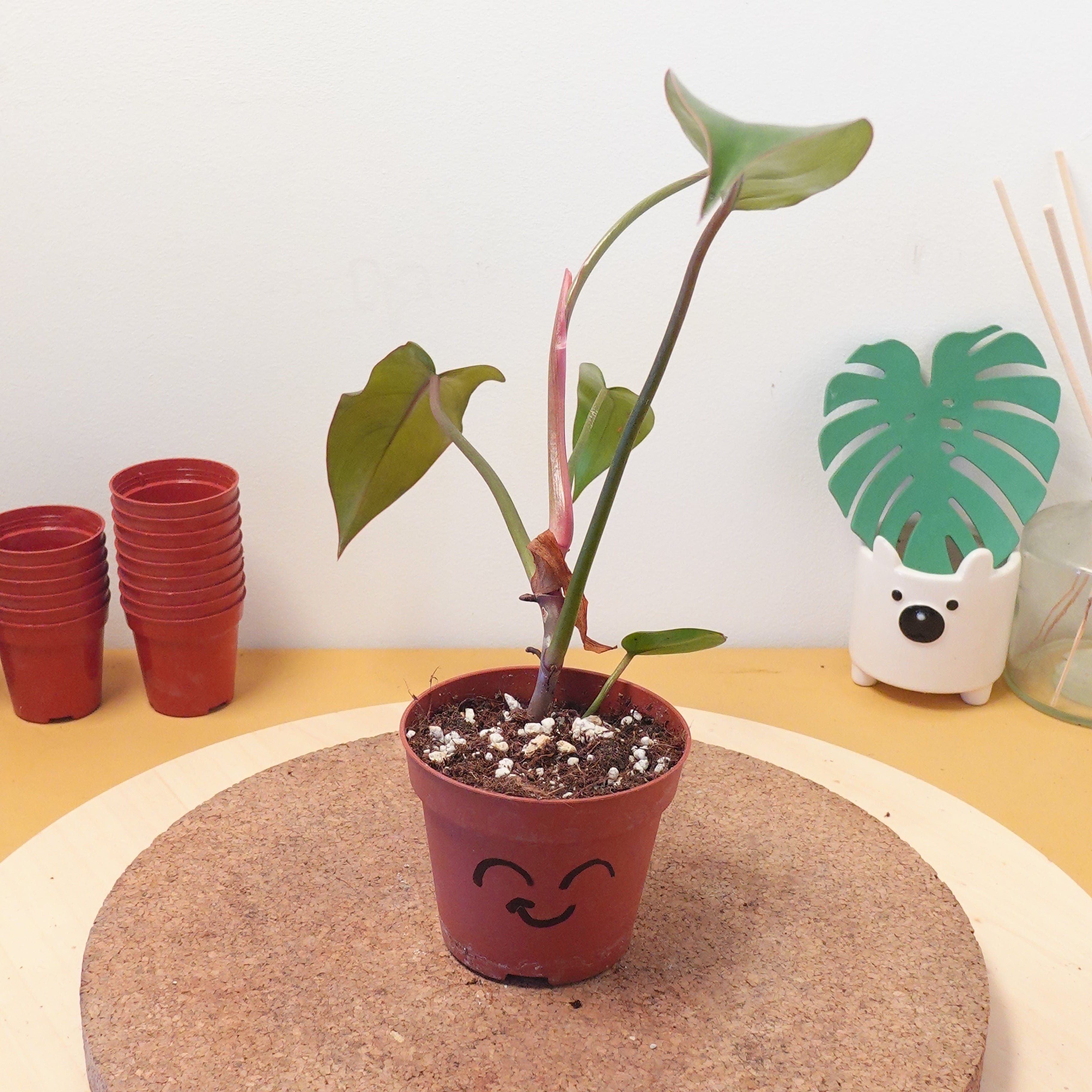 Philodendron florida bronze