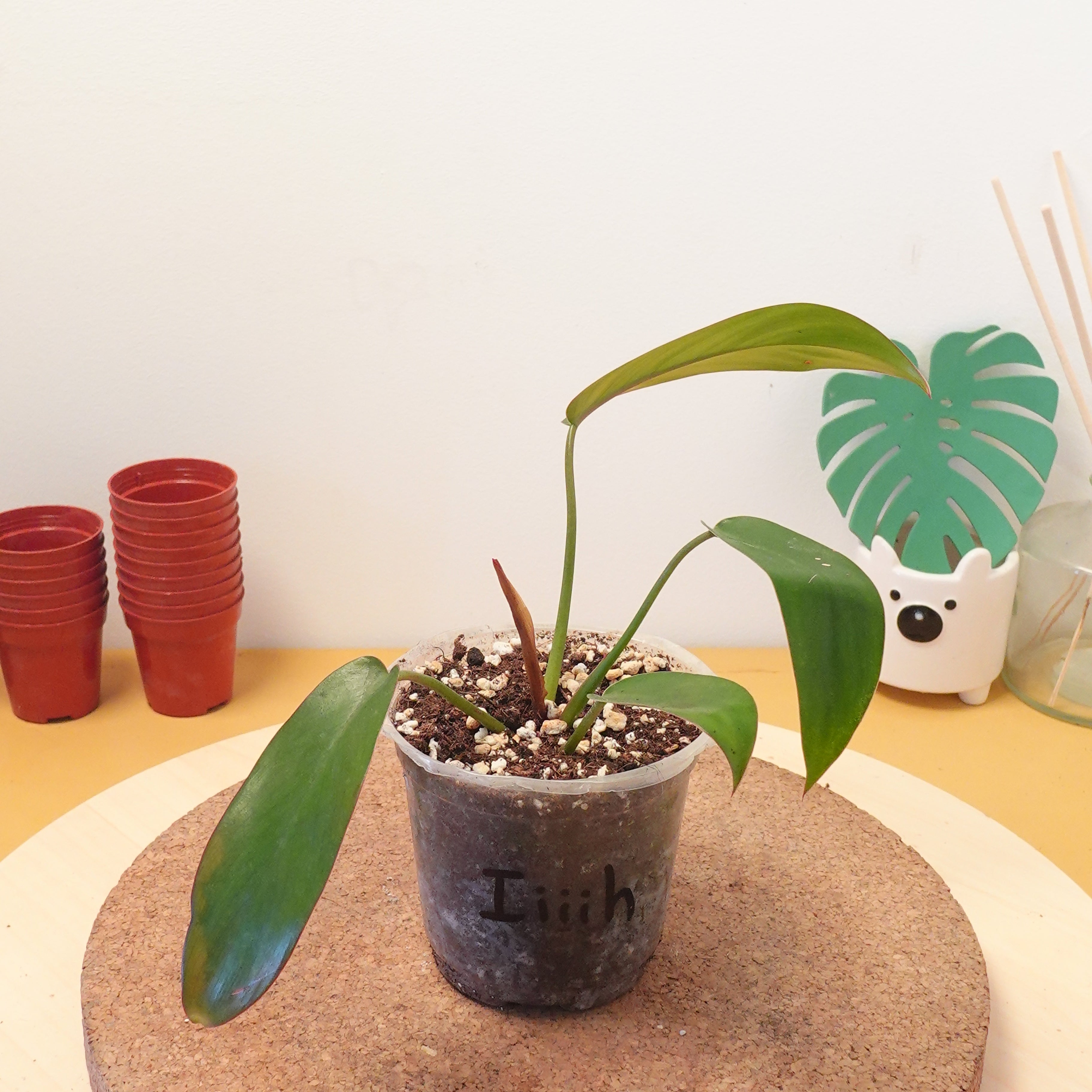 Philodendron florida bronze