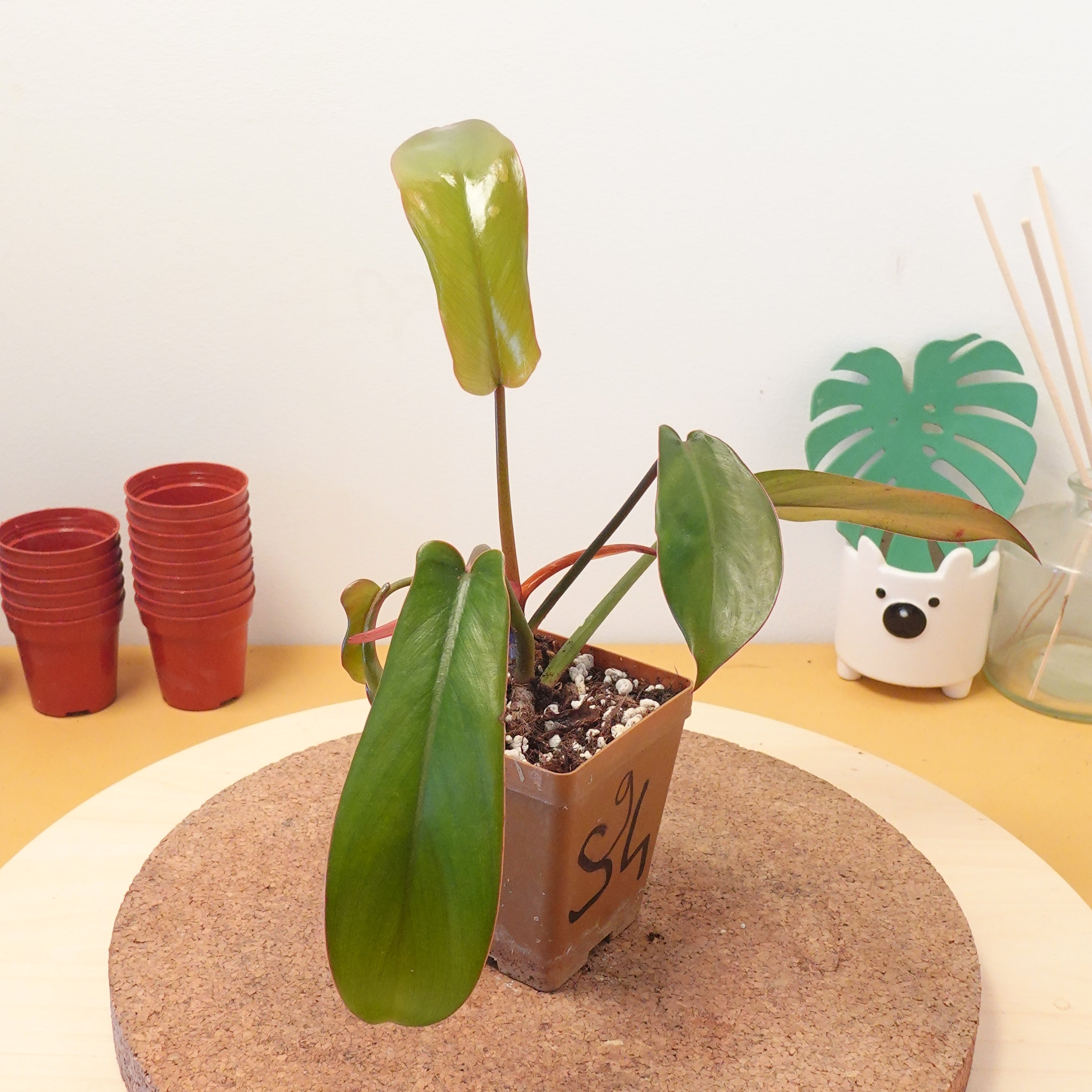 Philodendron florida bronze