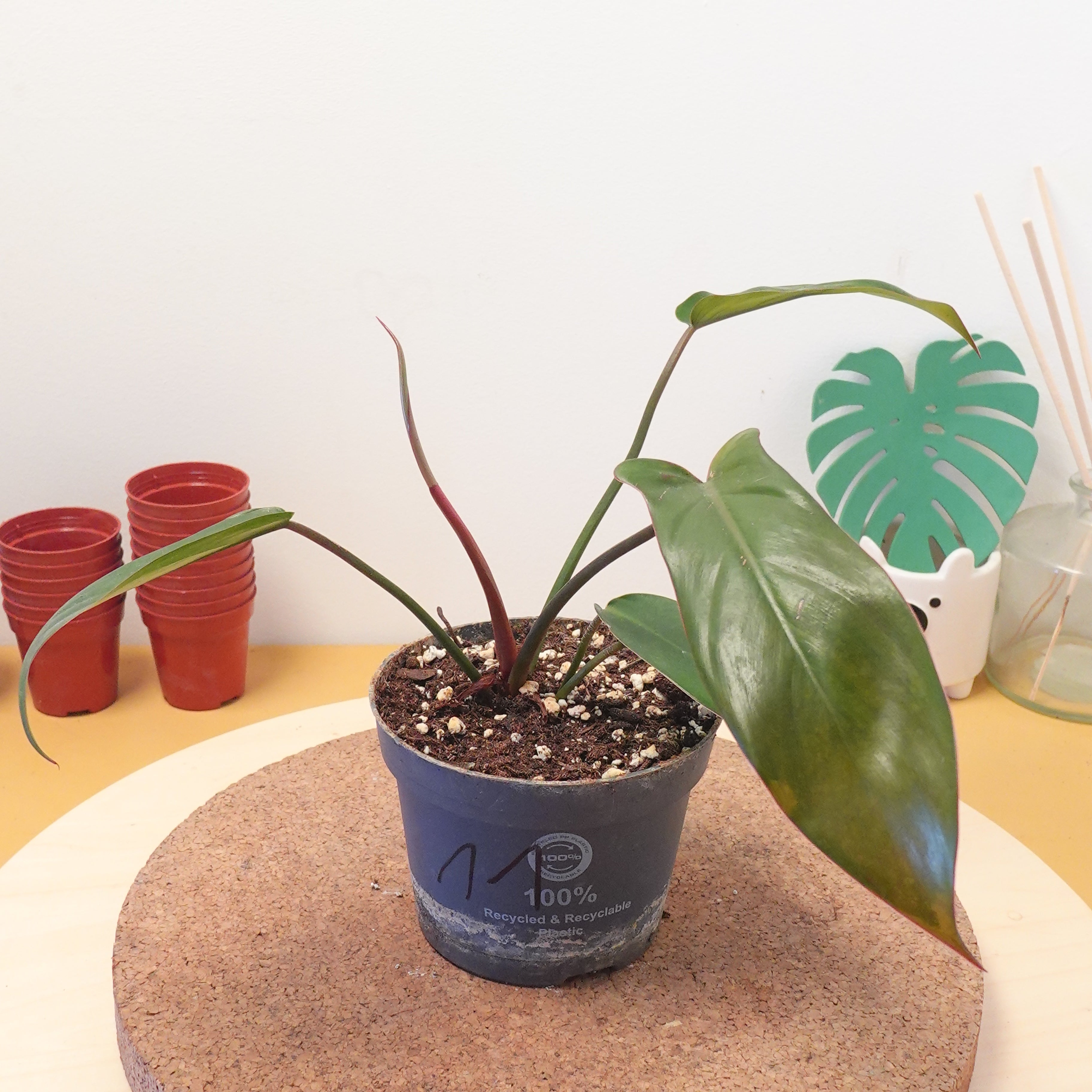 Philodendron florida bronze
