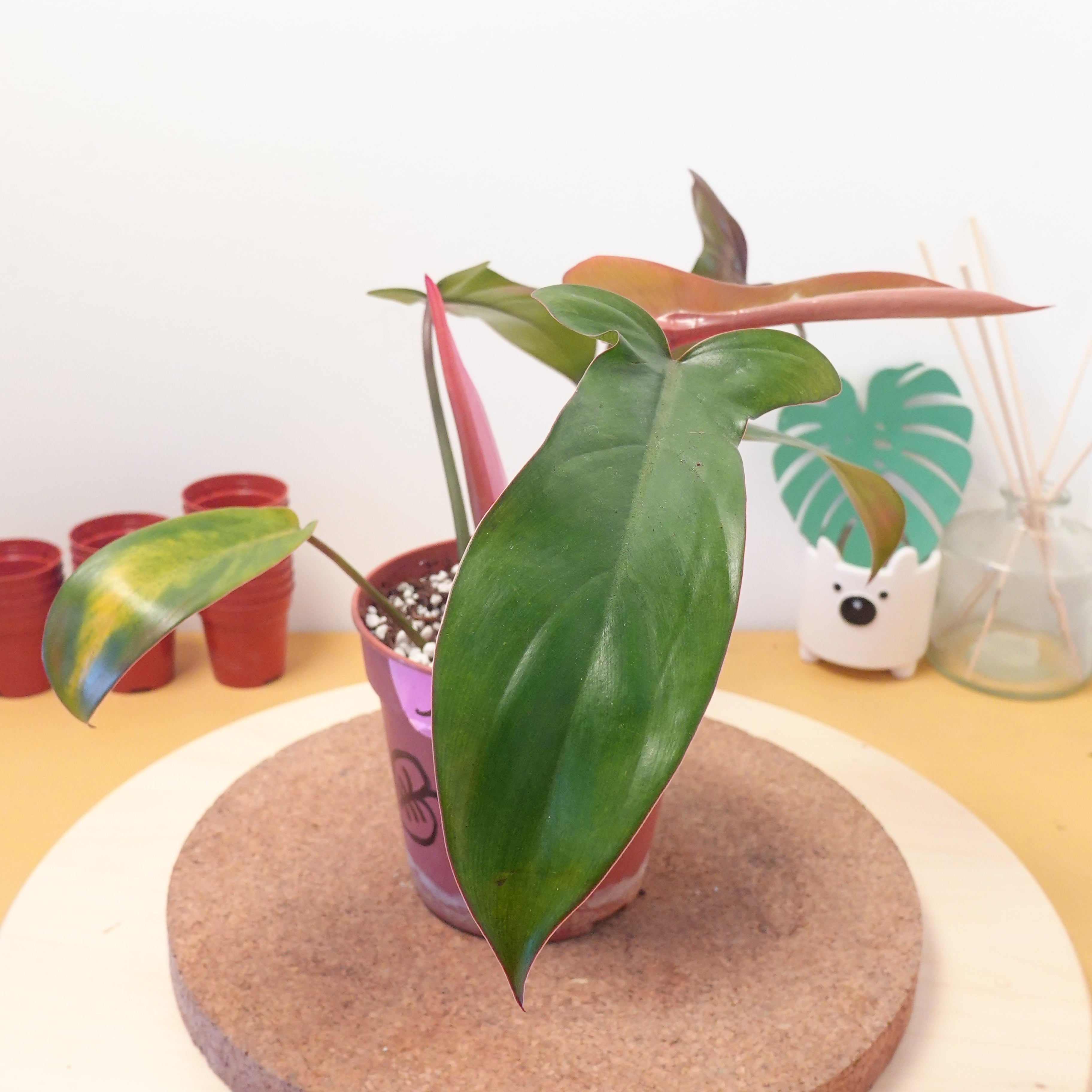 Philodendron florida bronze