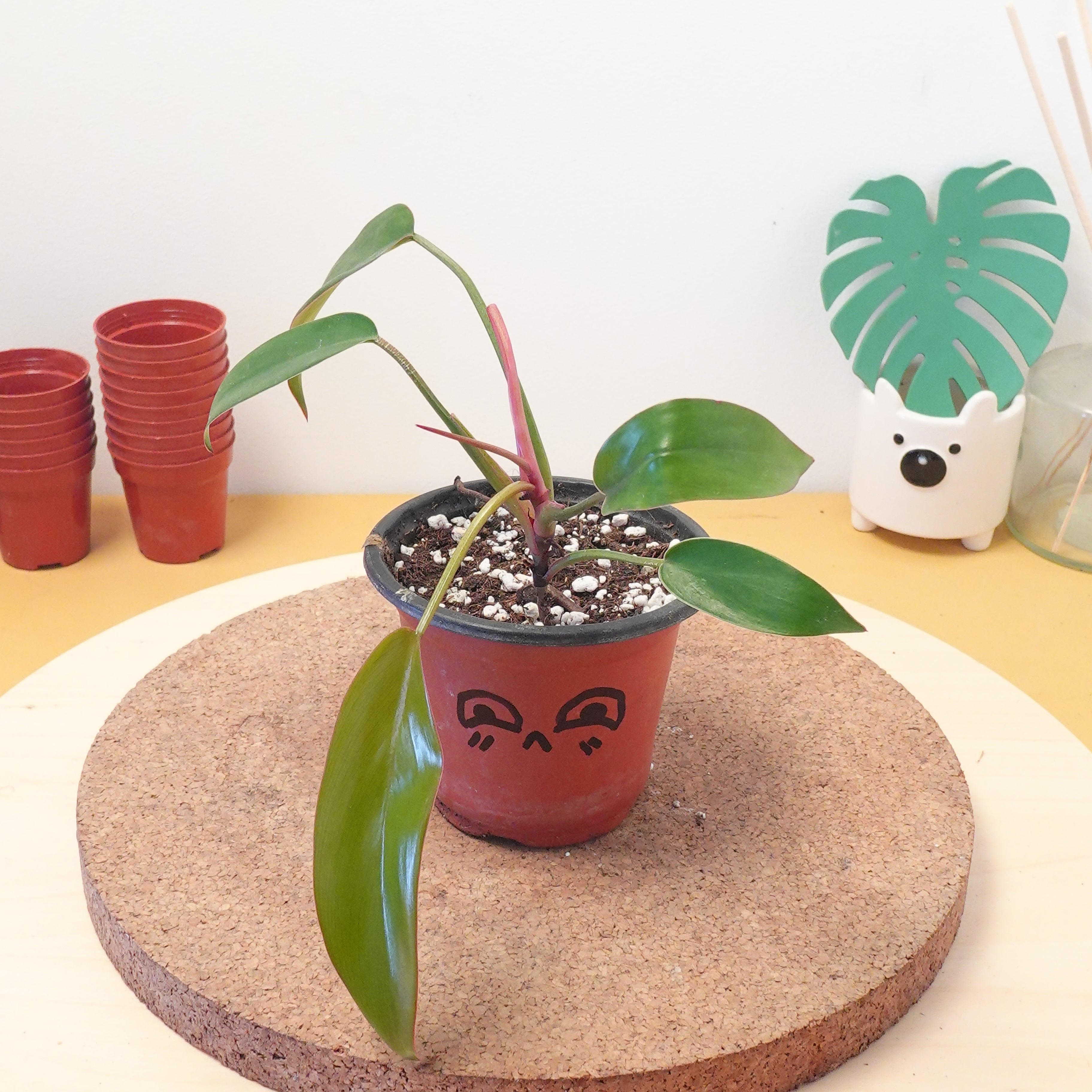 Philodendron florida bronze