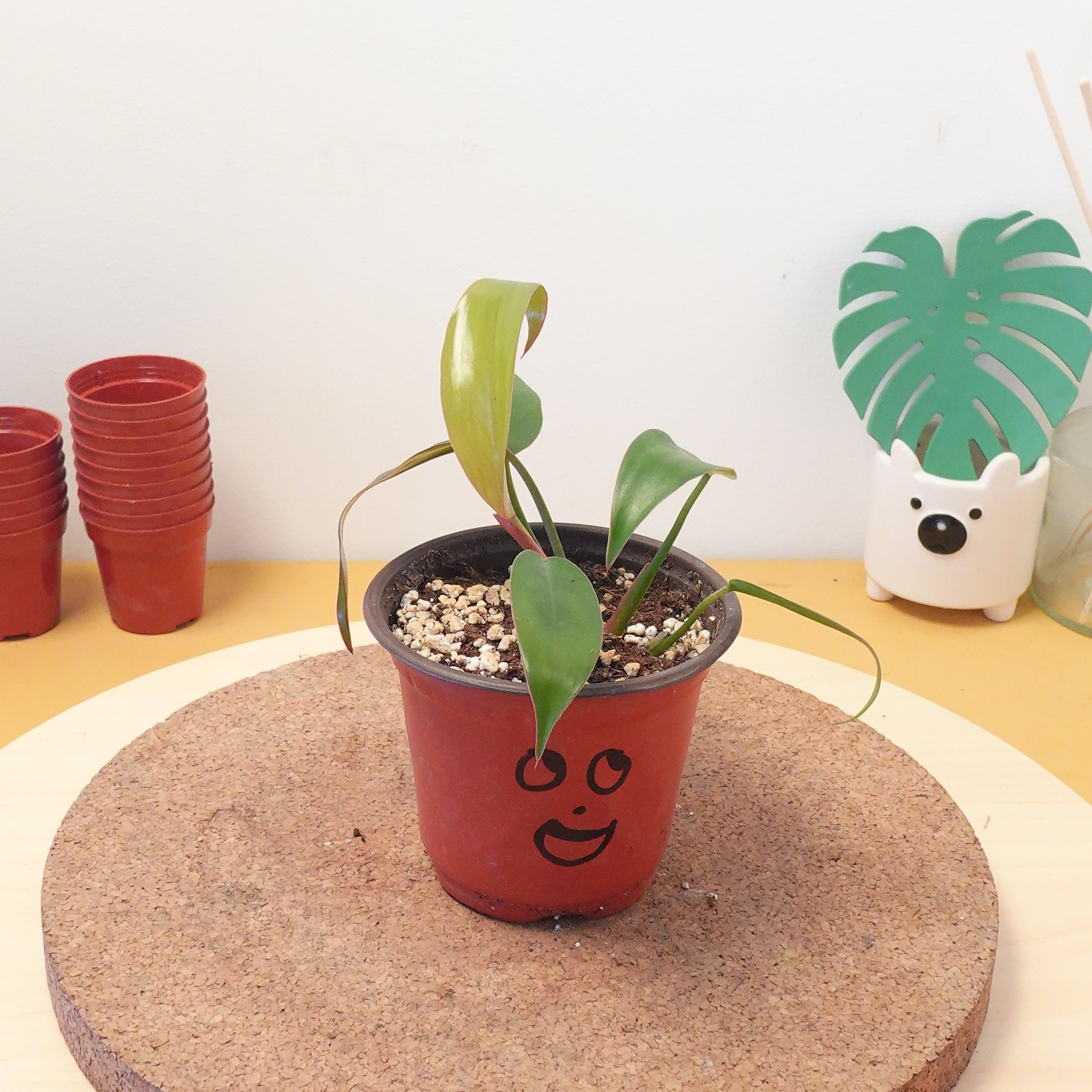 Philodendron florida bronze