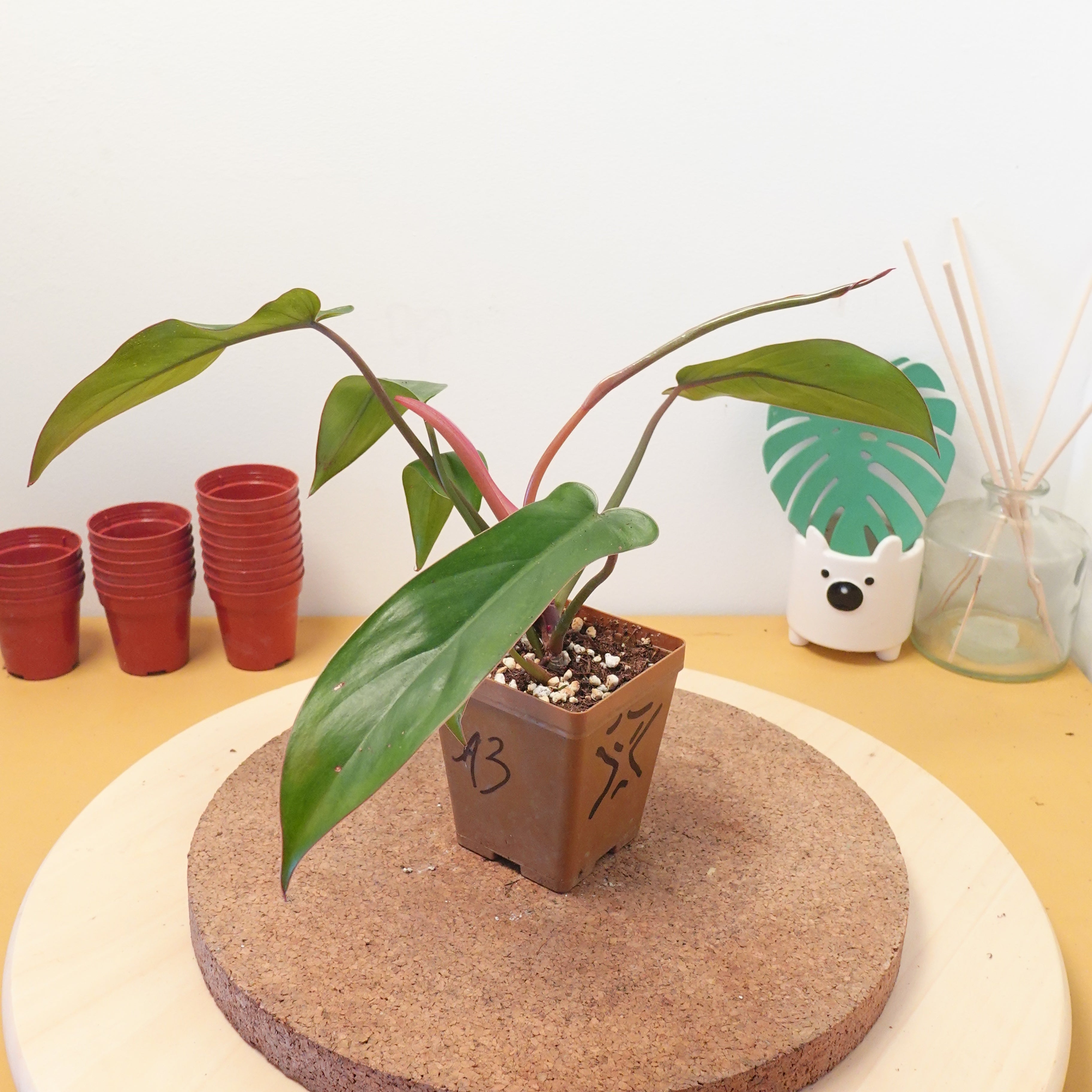 Philodendron florida bronze