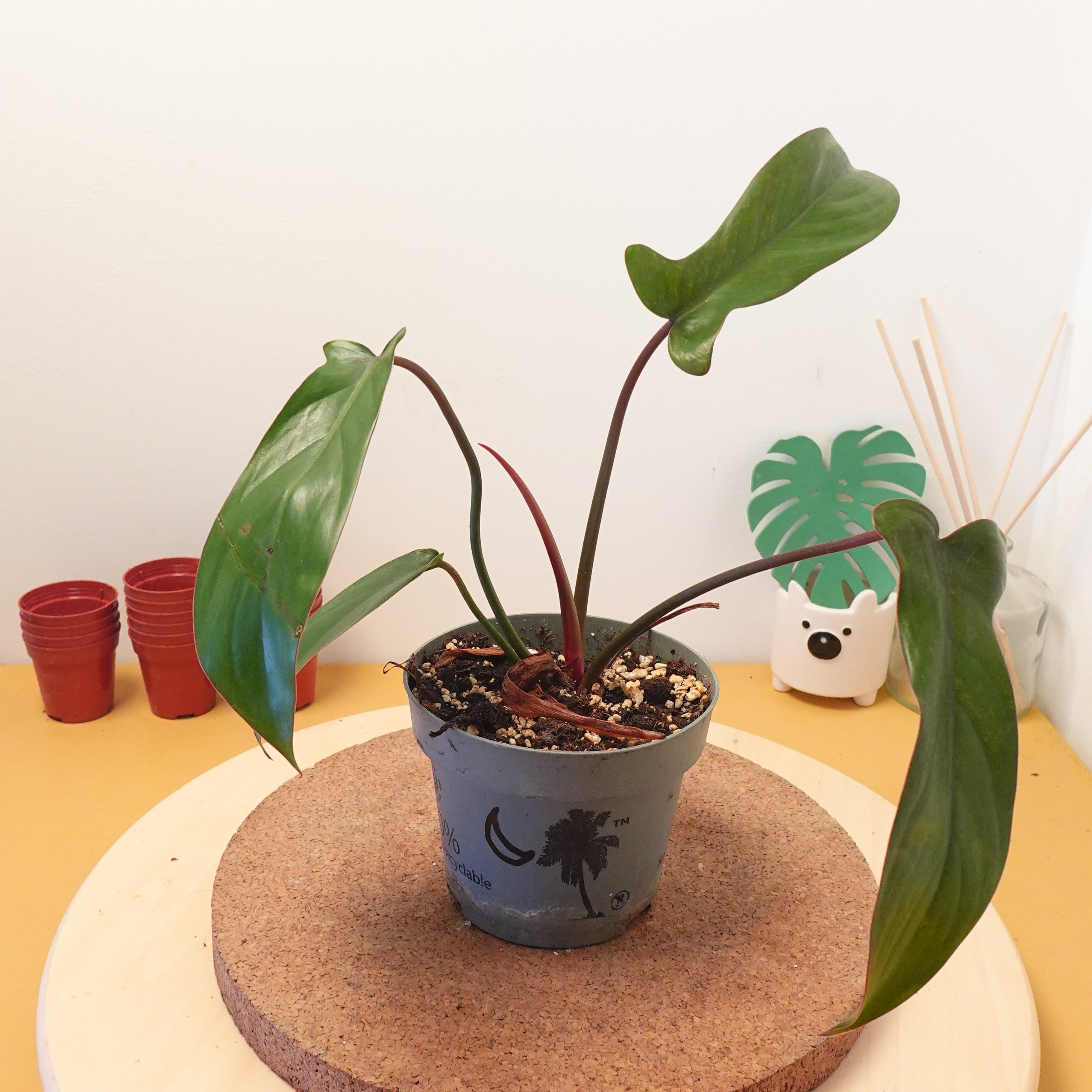 Philodendron florida bronze