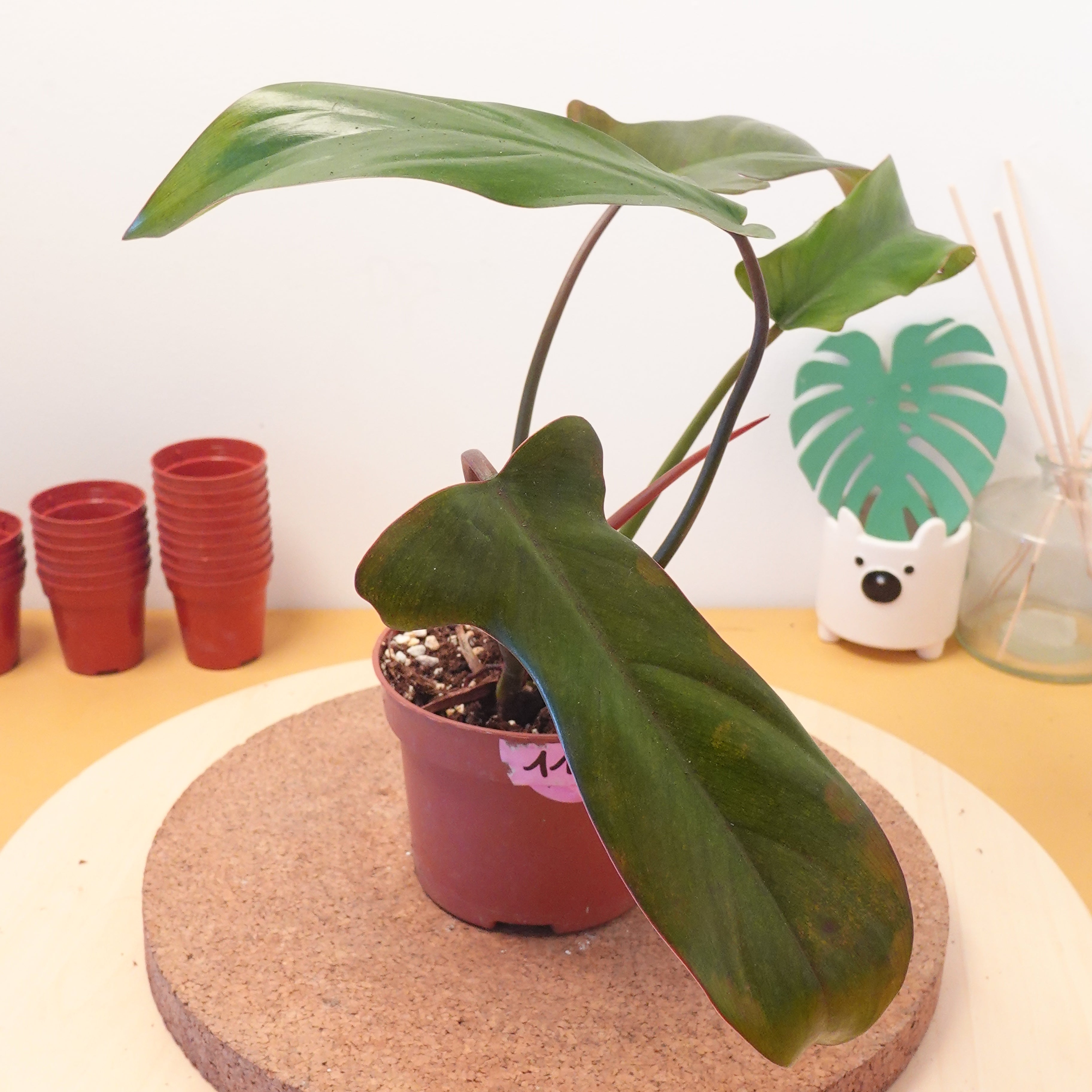 Philodendron florida bronze