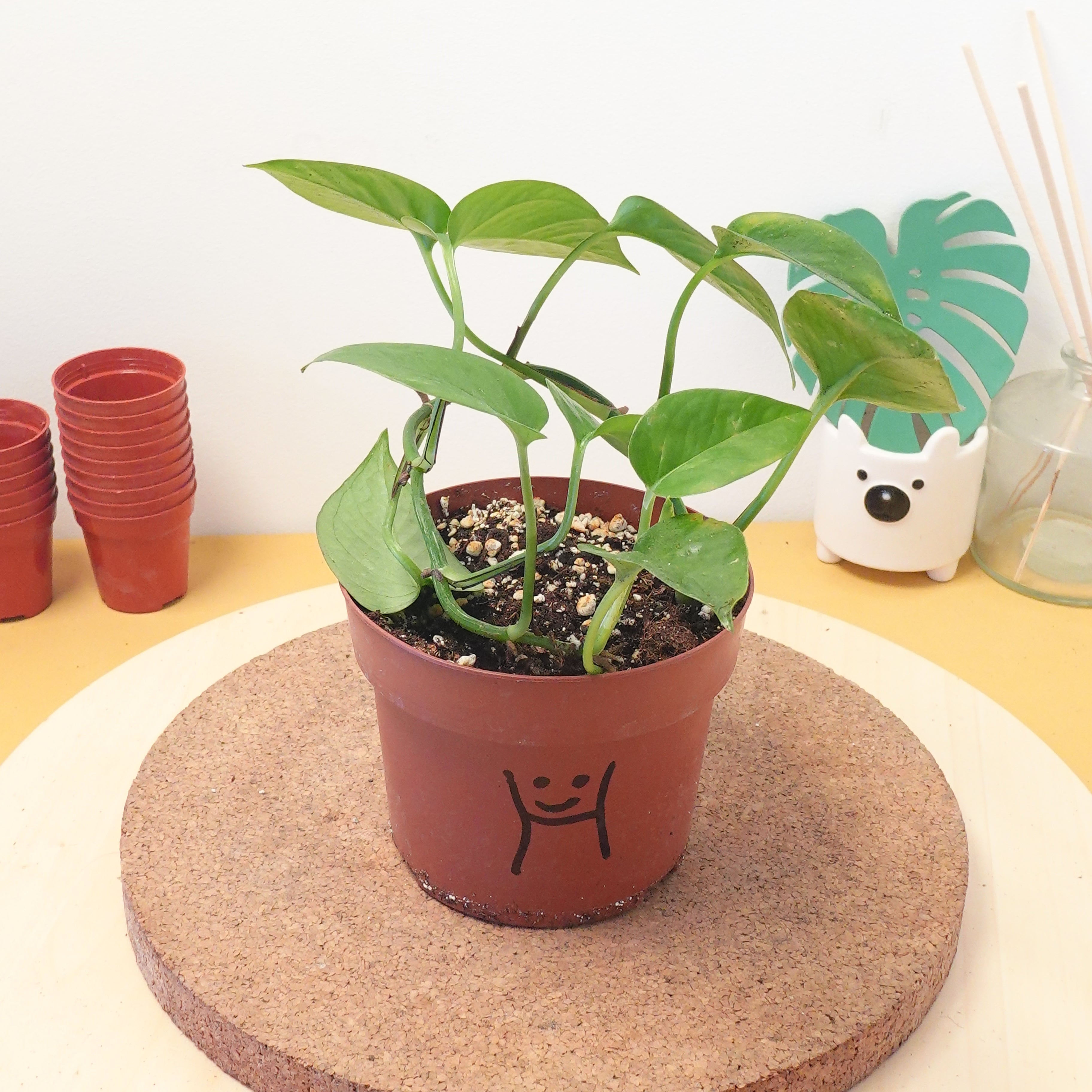 Epipremnum pinnatum Devil's Ivy