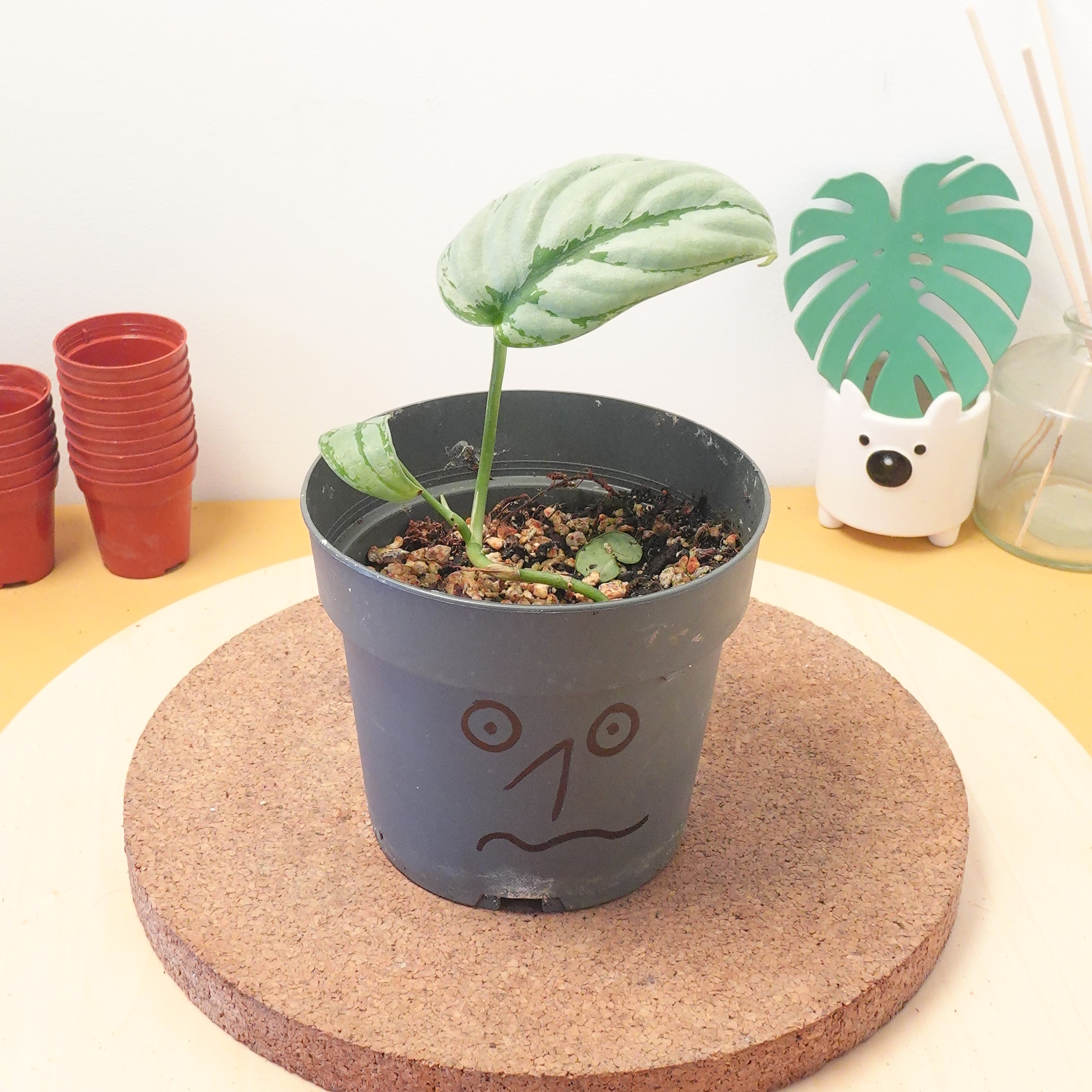 Scindapsus kalimantan