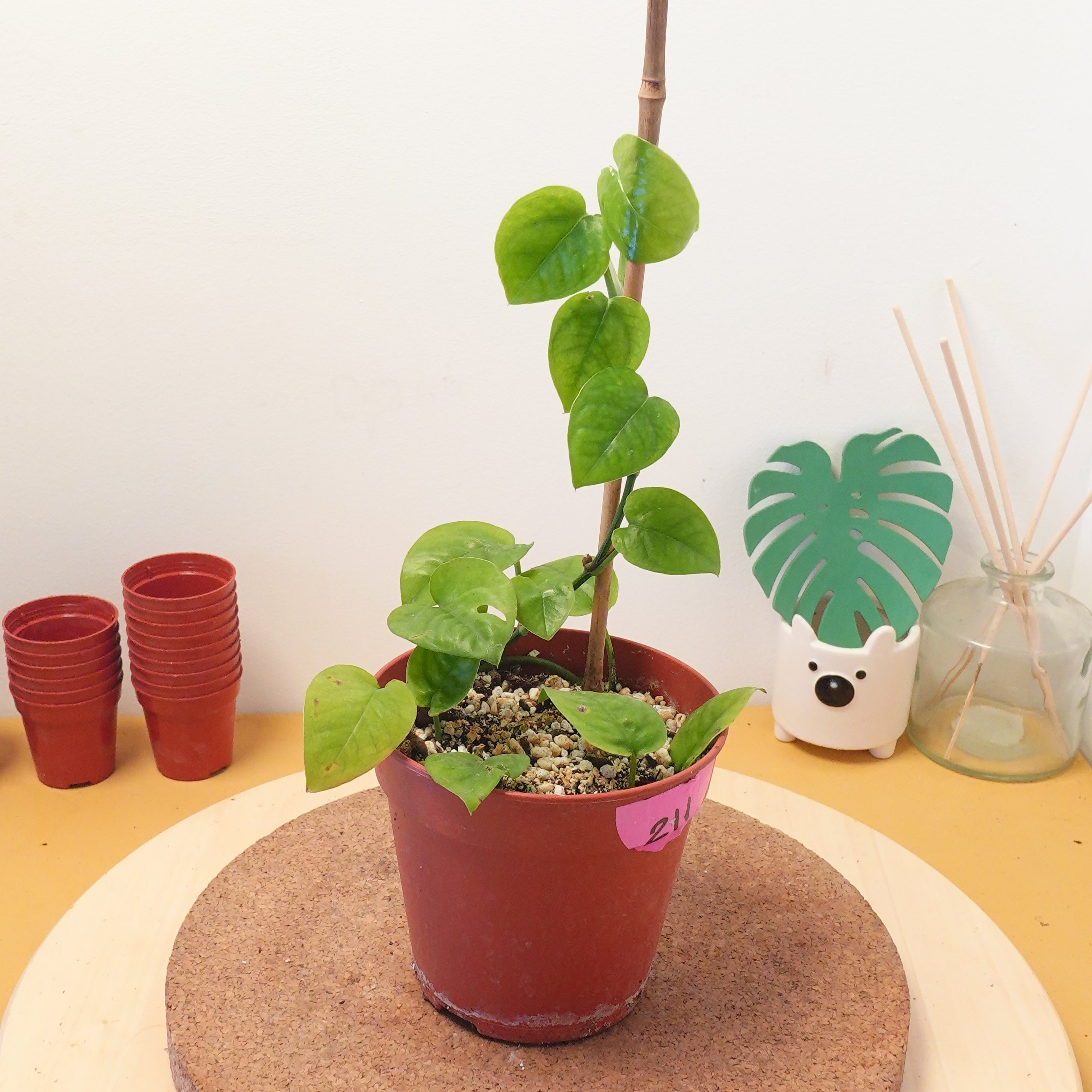 Epipremnum pinnatum Devil's Ivy