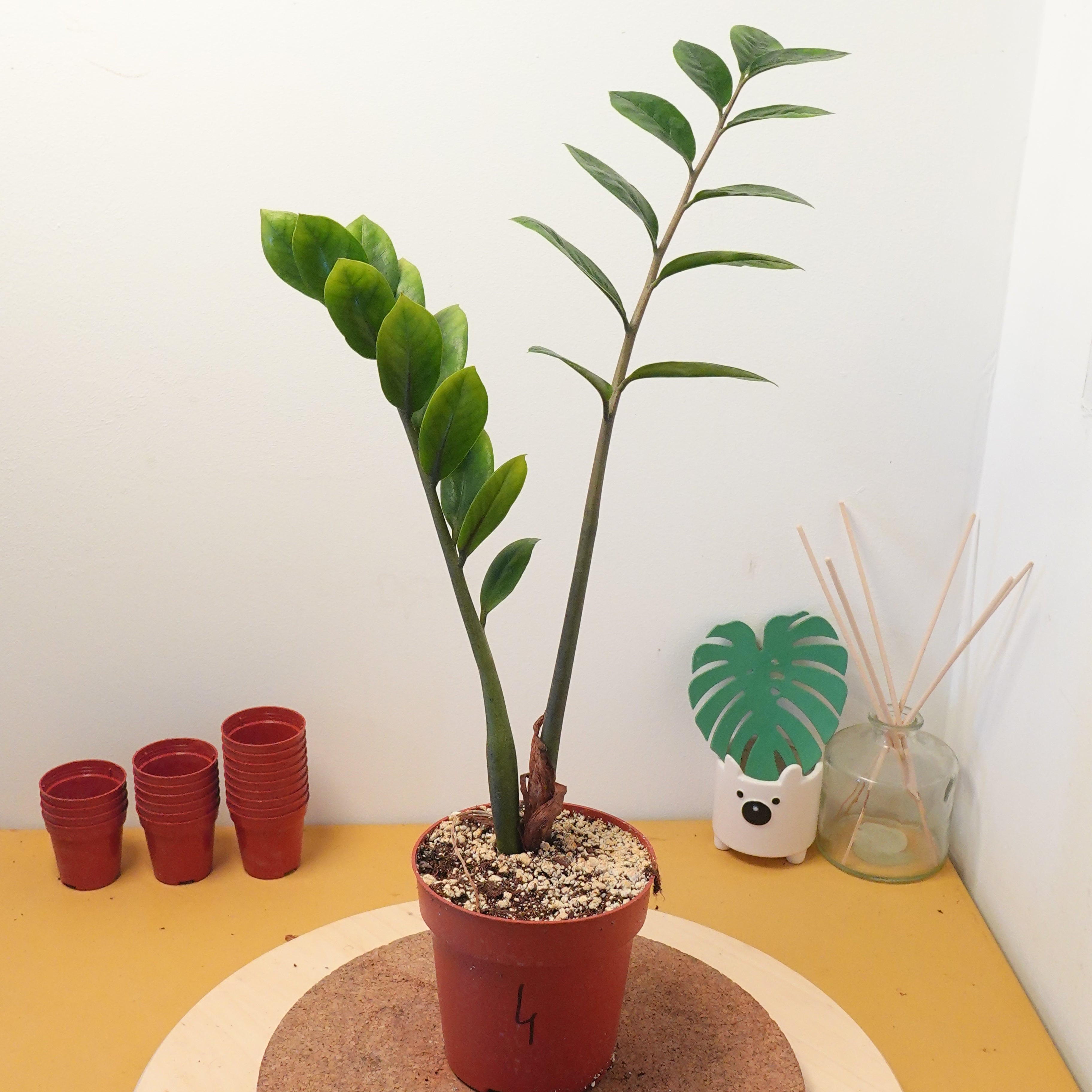 zamioculcas