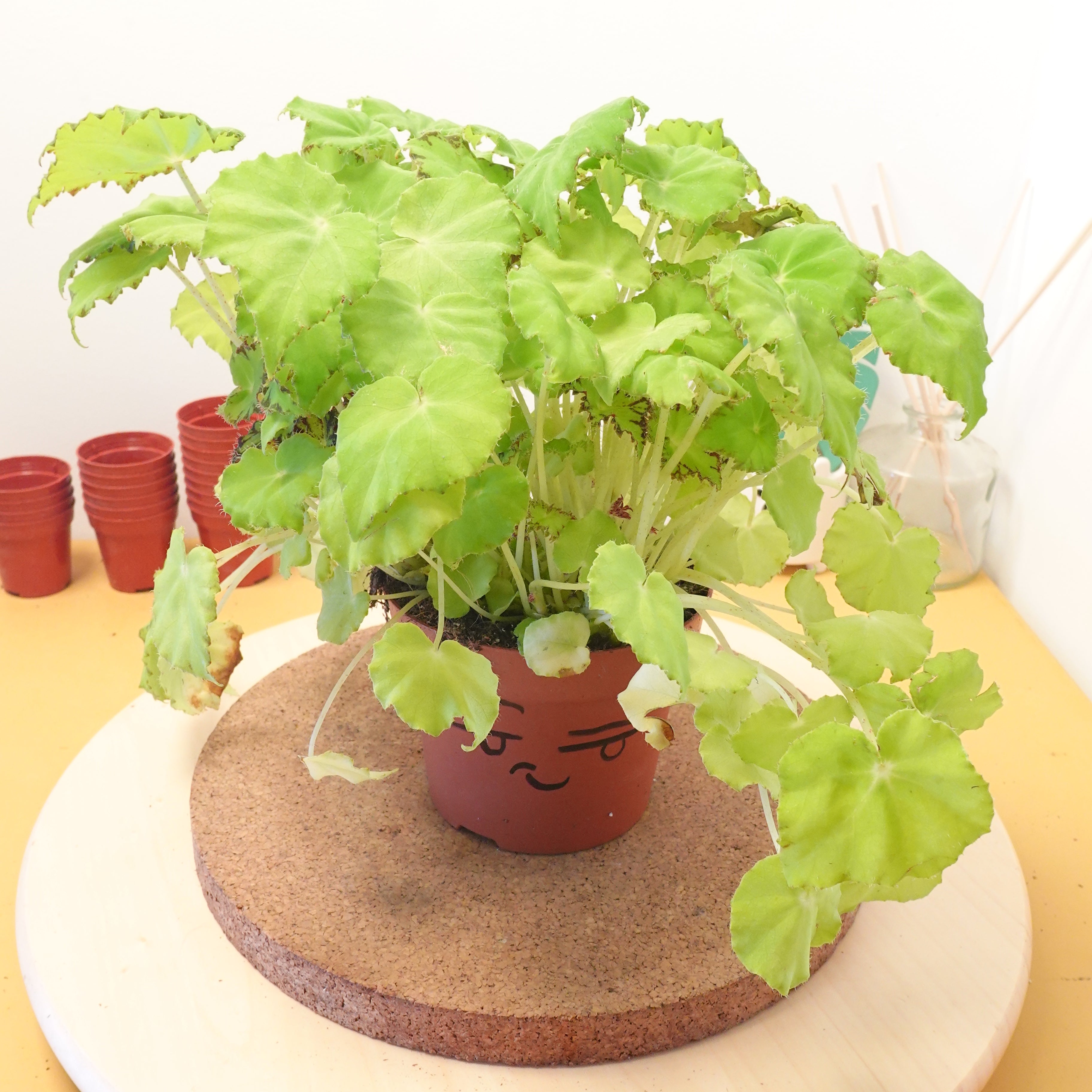 Begonia BELEAF LIMA LOVE