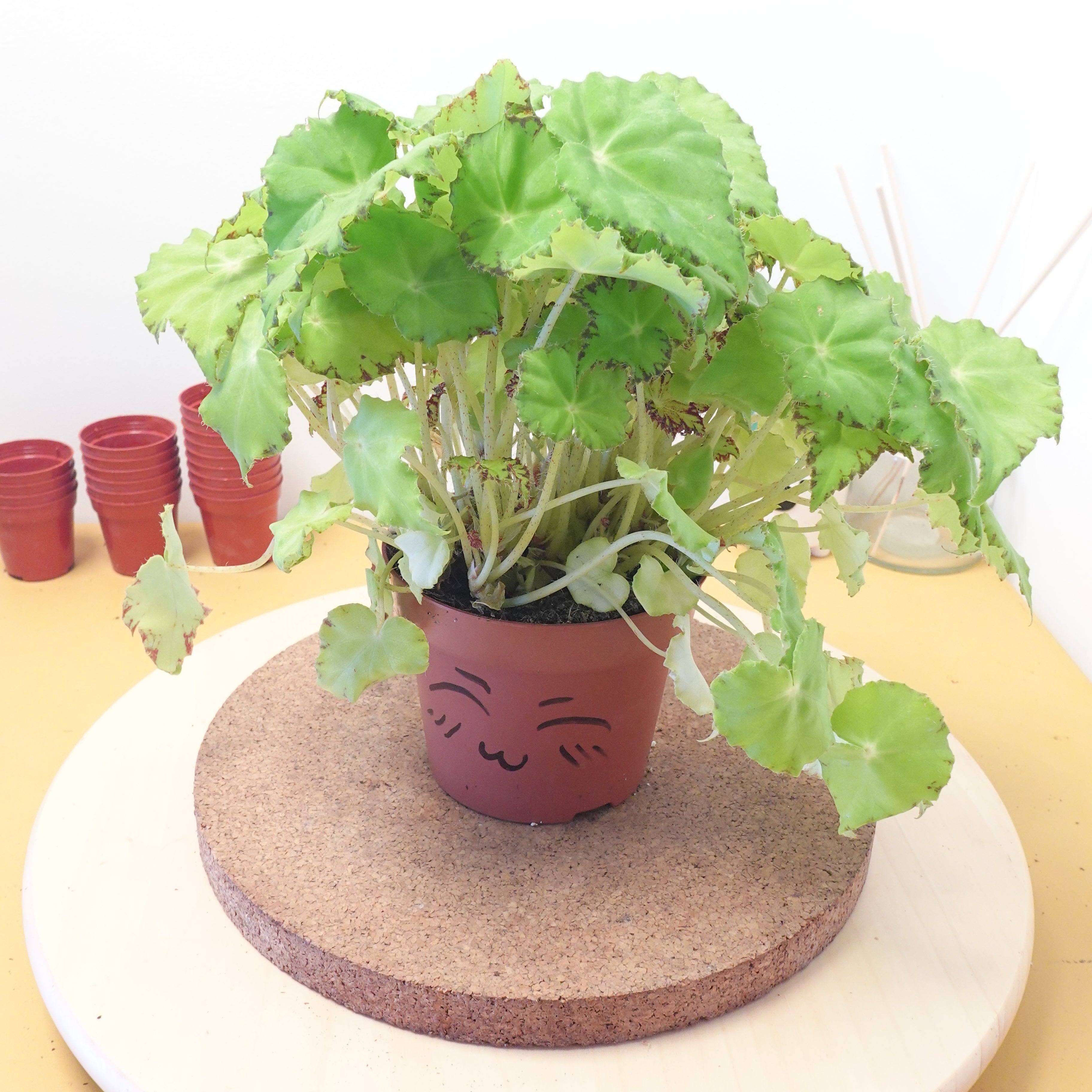 Begonia BELEAF LIMA LOVE