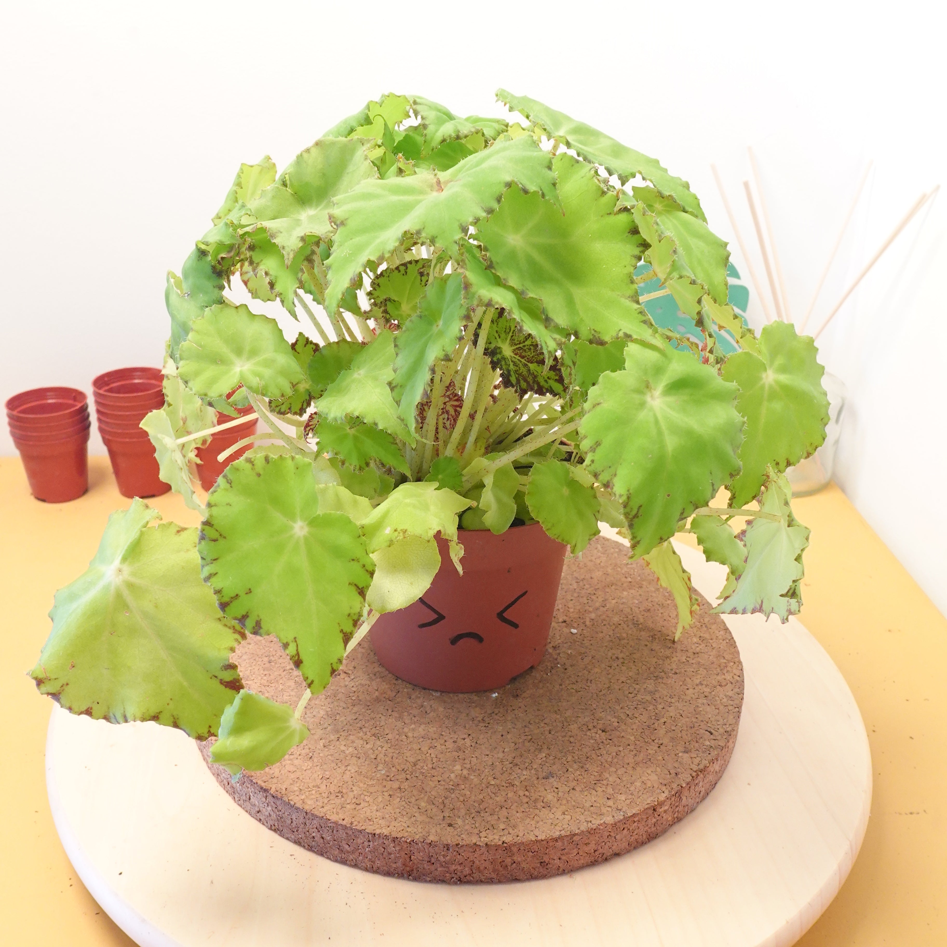 Begonia BELEAF LIMA LOVE