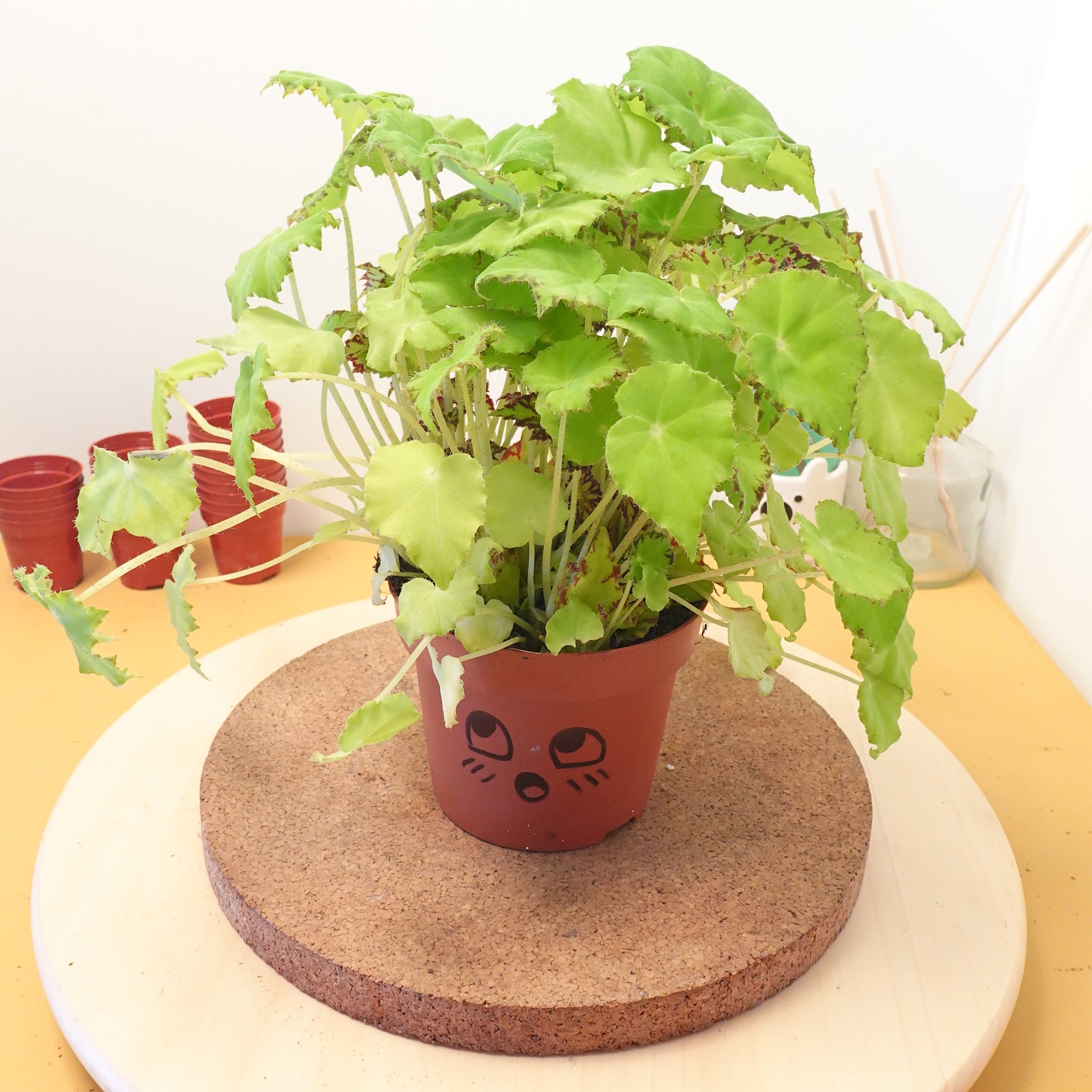 Begonia BELEAF LIMA LOVE