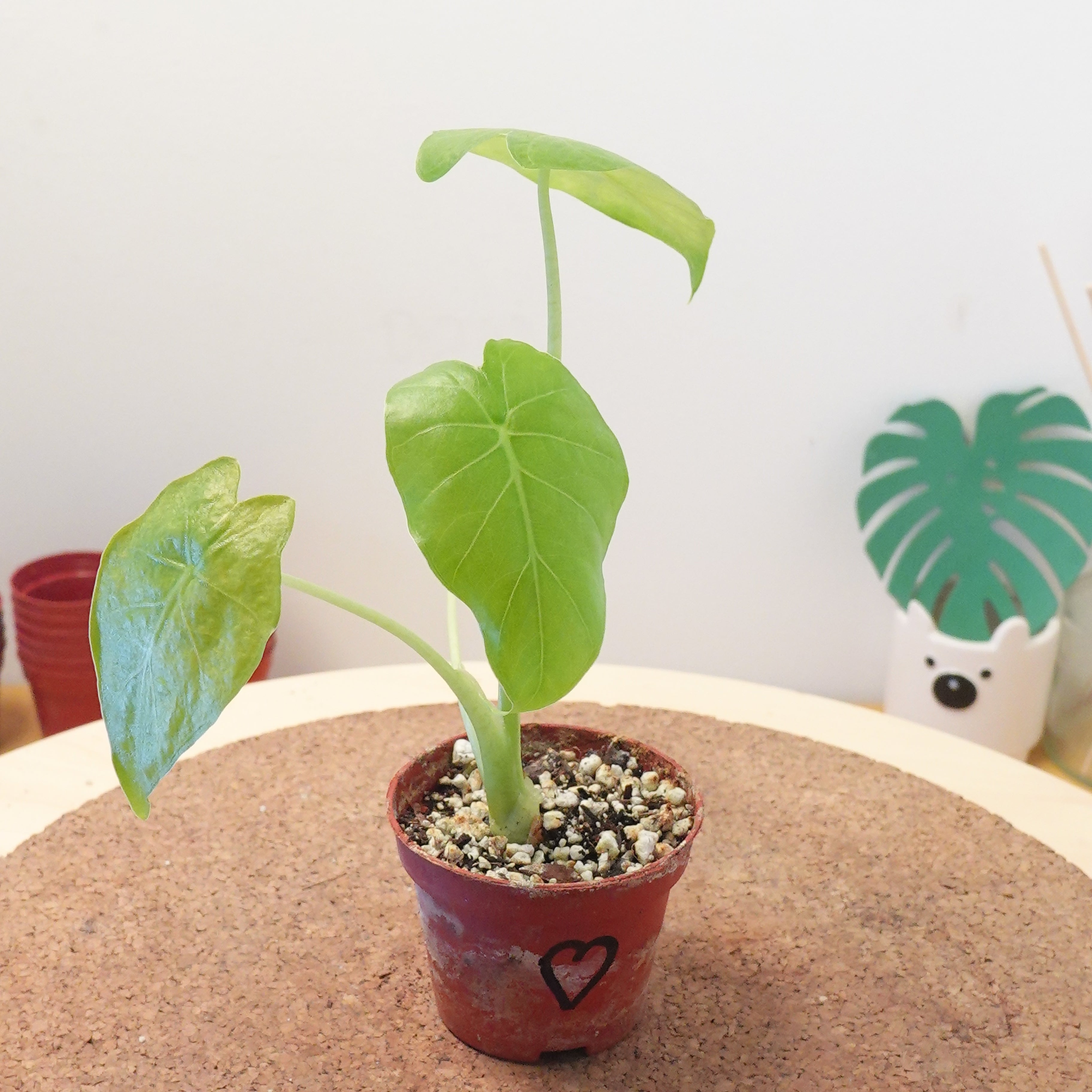 Alocasia macrorrhiza