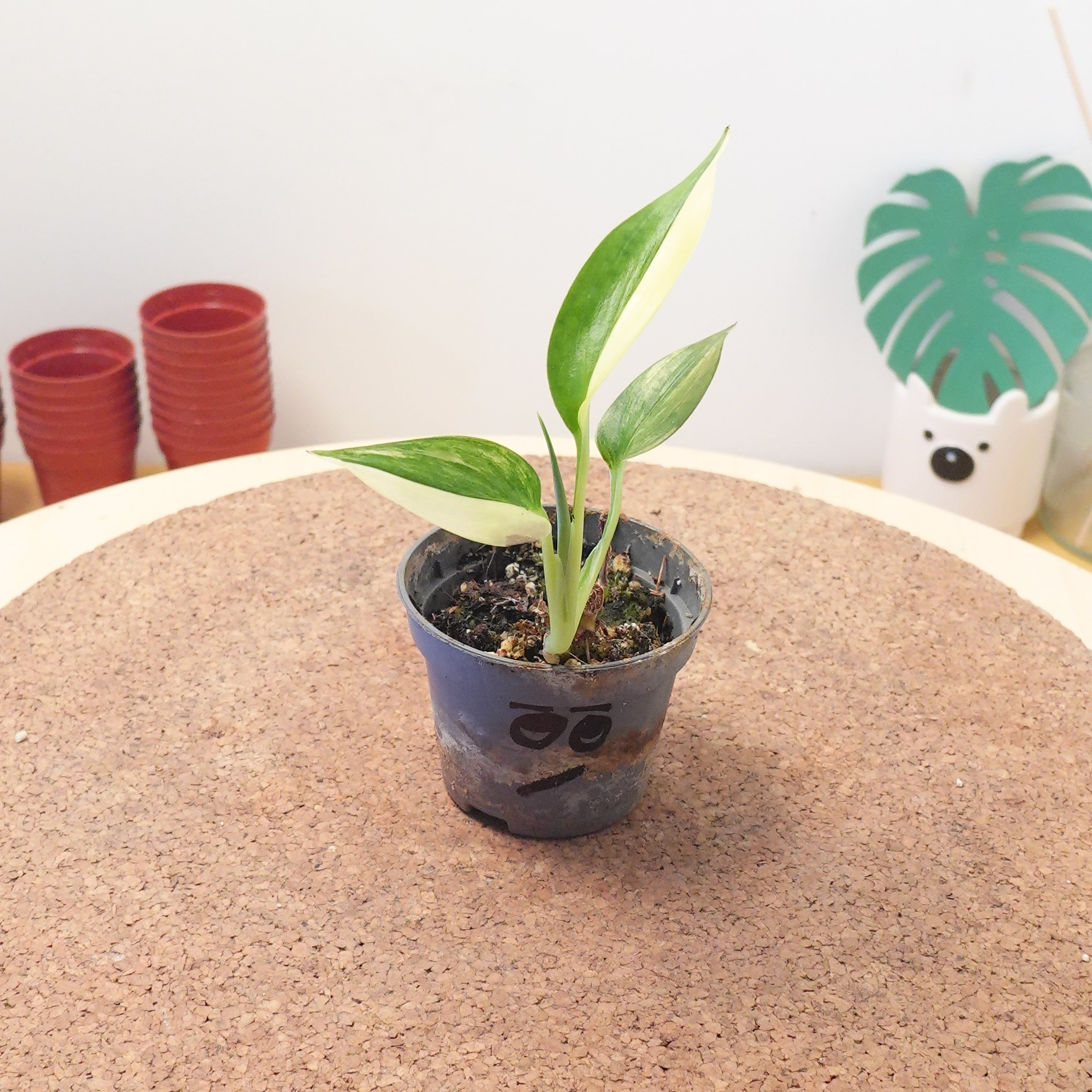 Epipremnum Amplissimum AUREA