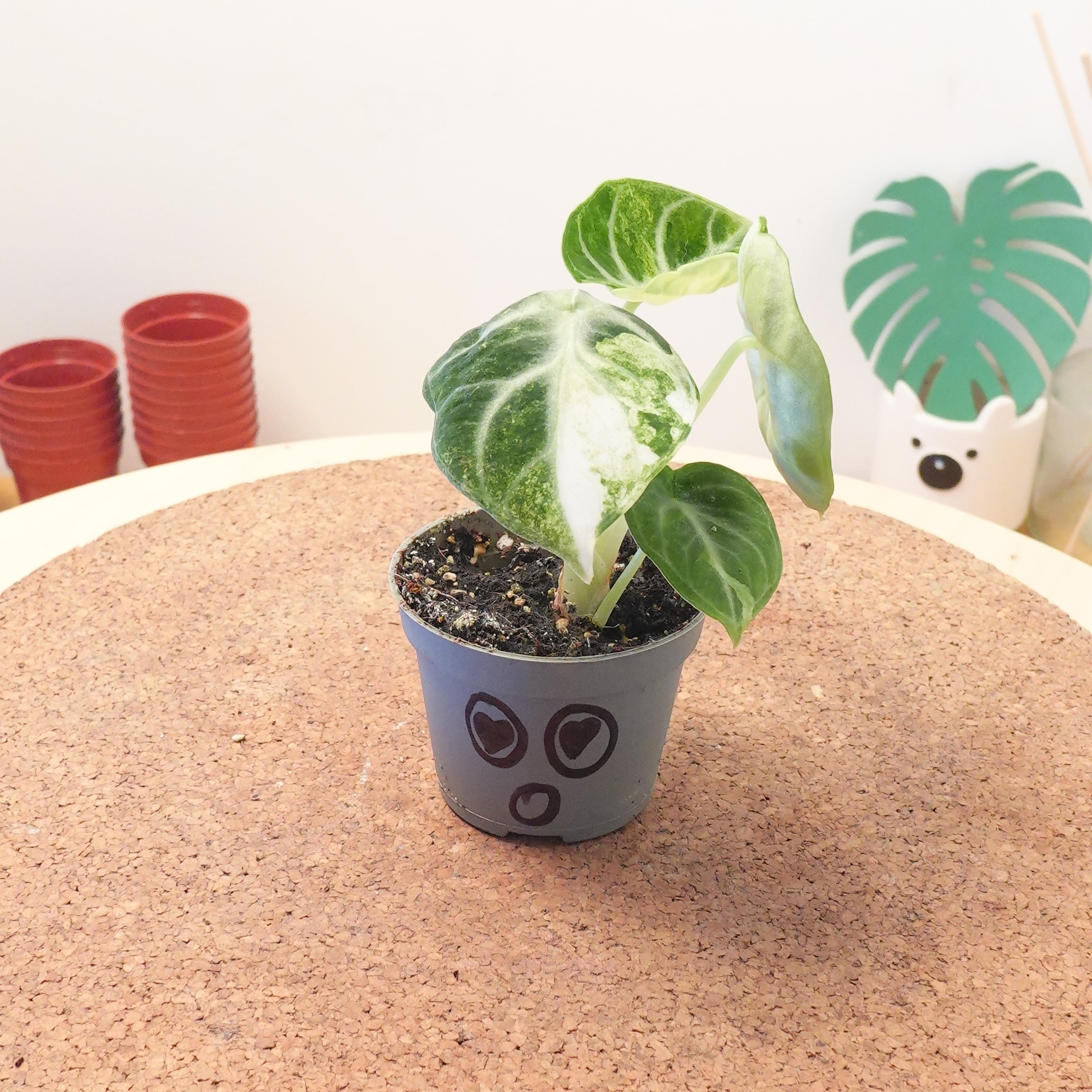 Alocasia ninja variegata