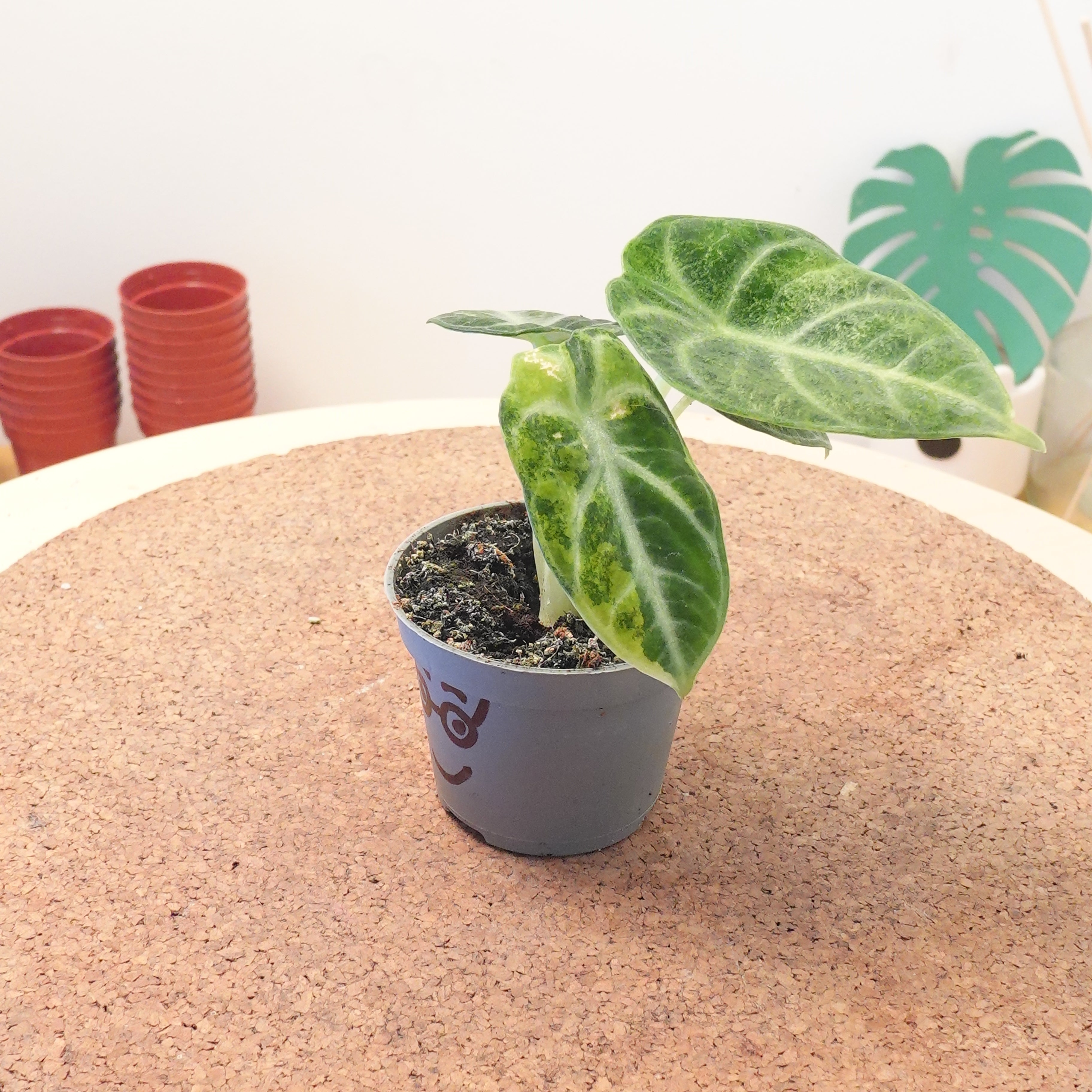 Alocasia ninja variegata