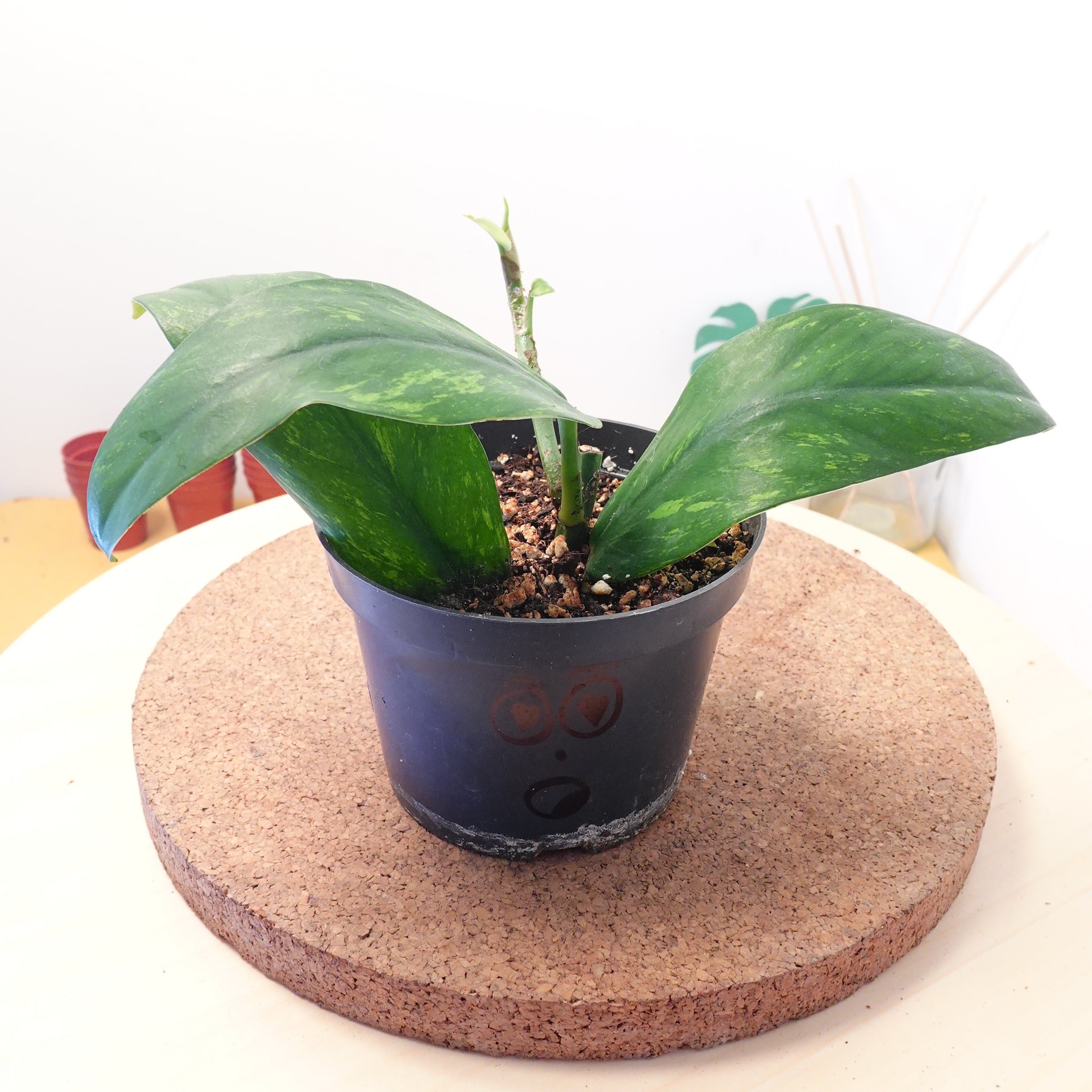 Rhaphidophora elliptica aurea