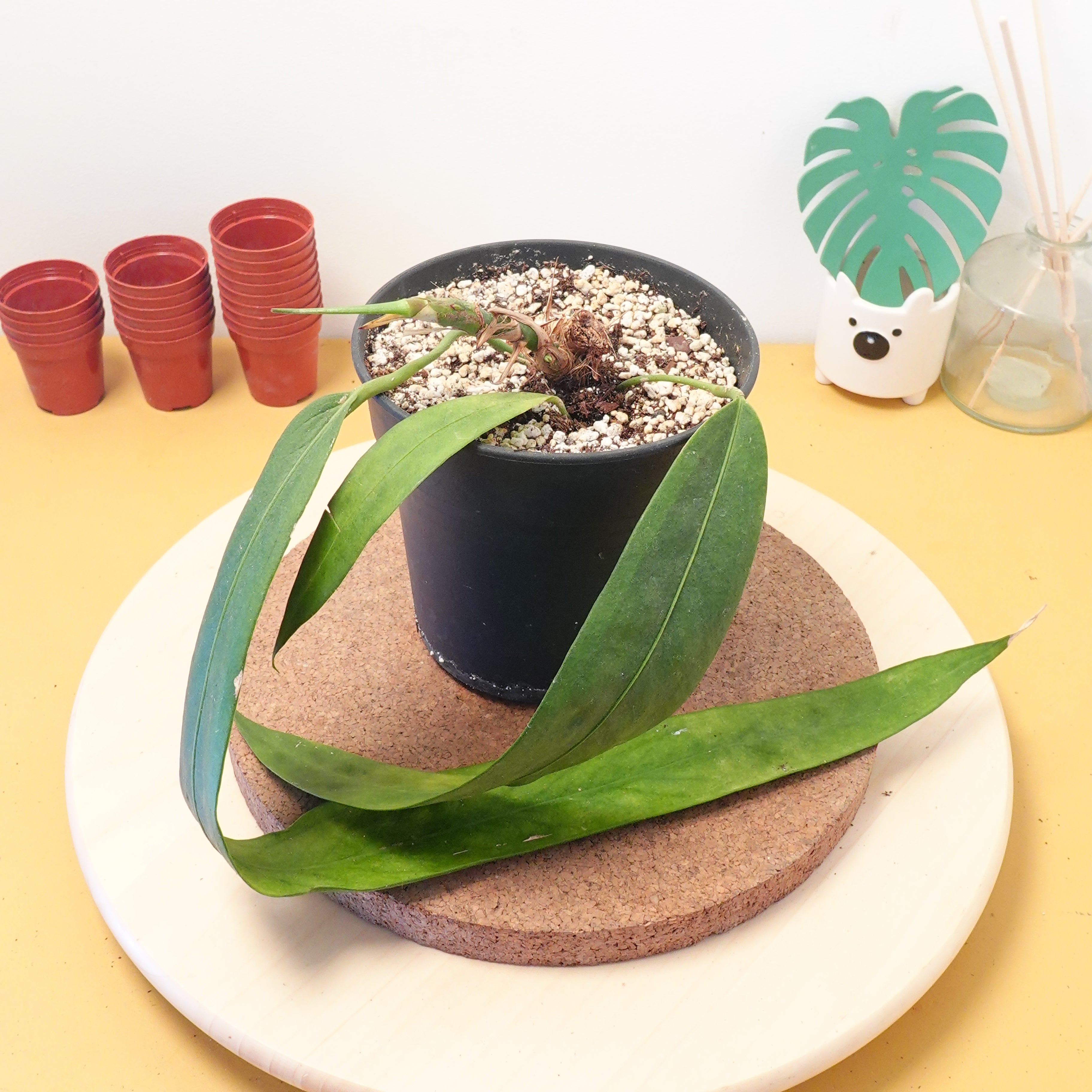 Anthurium vittariifolium