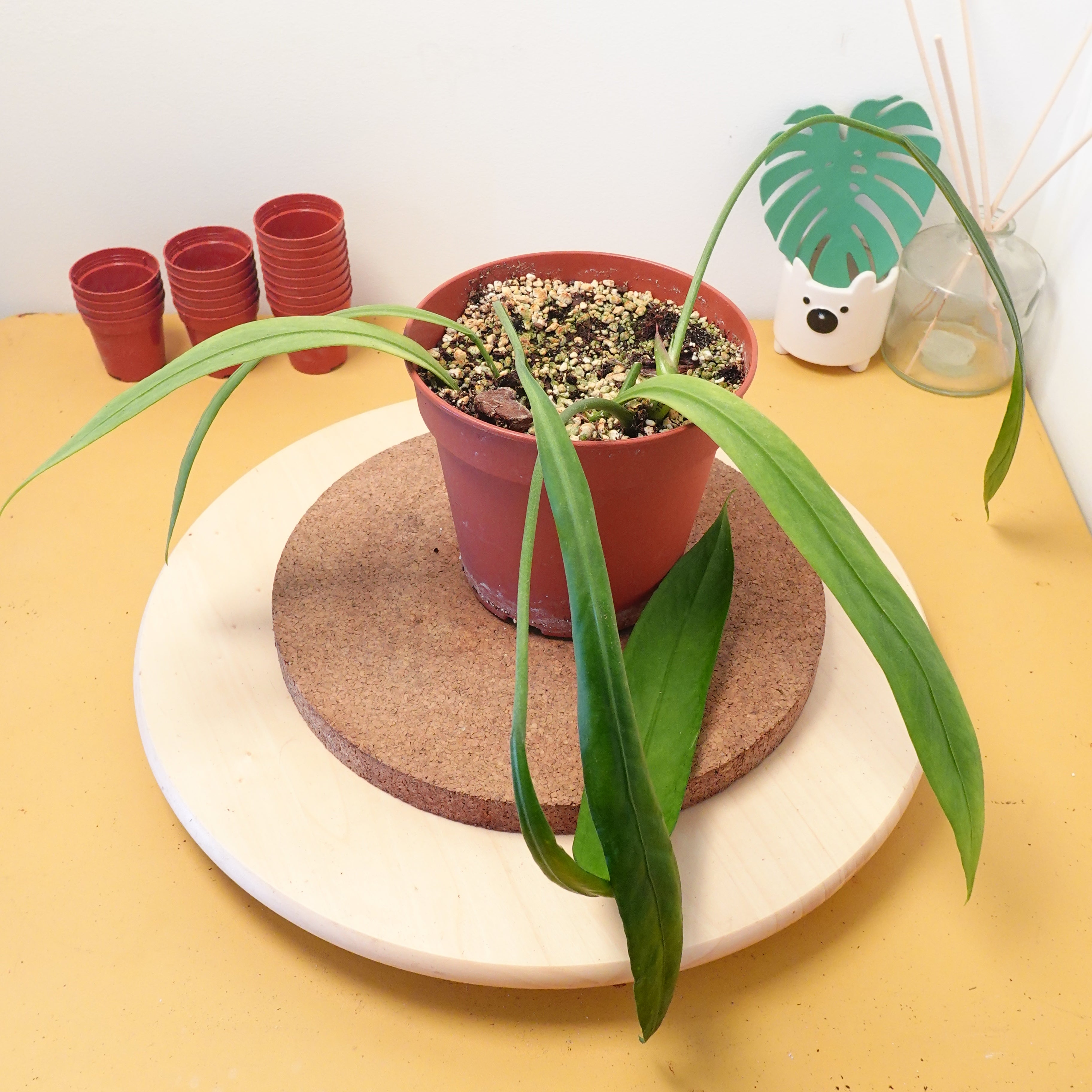 Anthurium vittariifolium