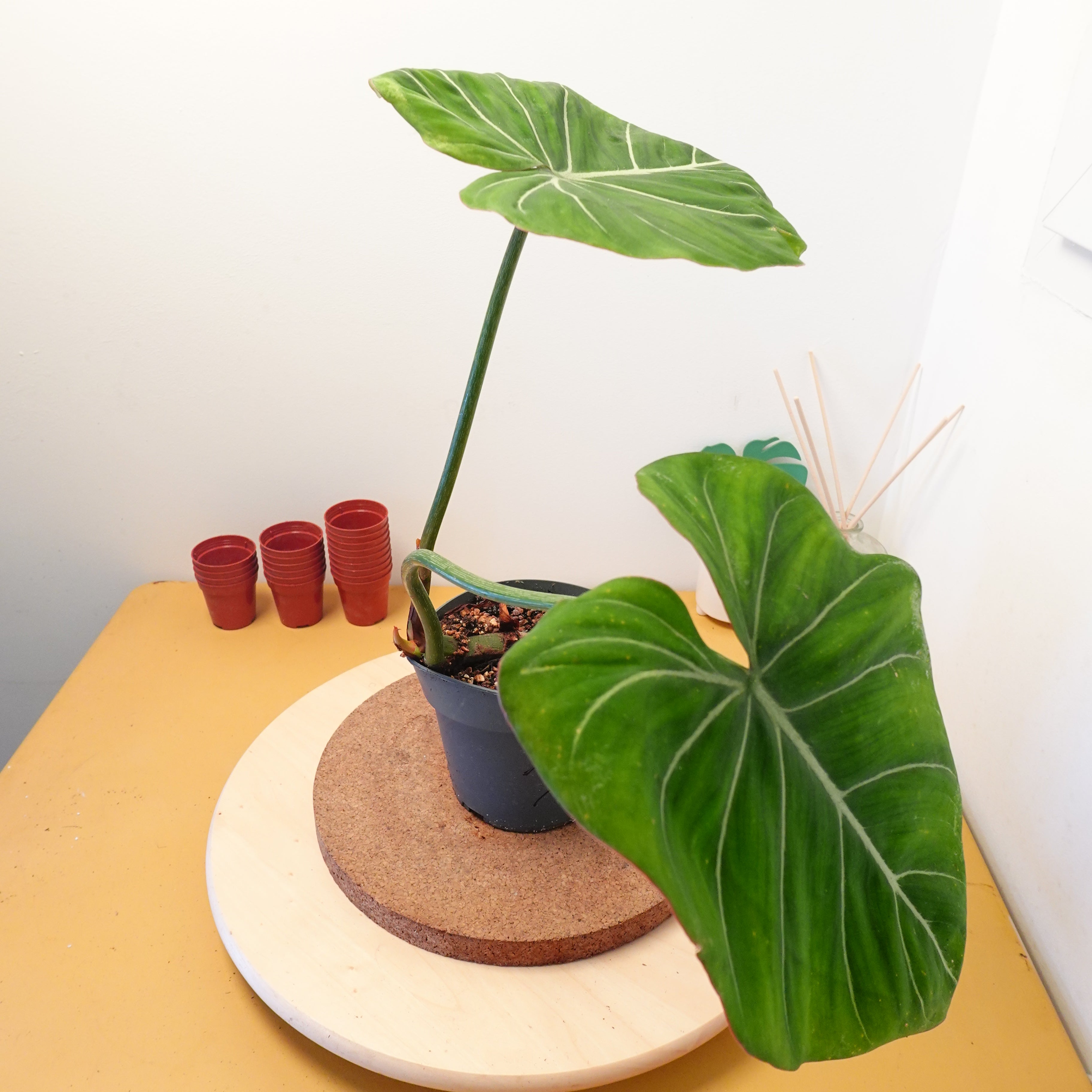 Philodendron gloriosum