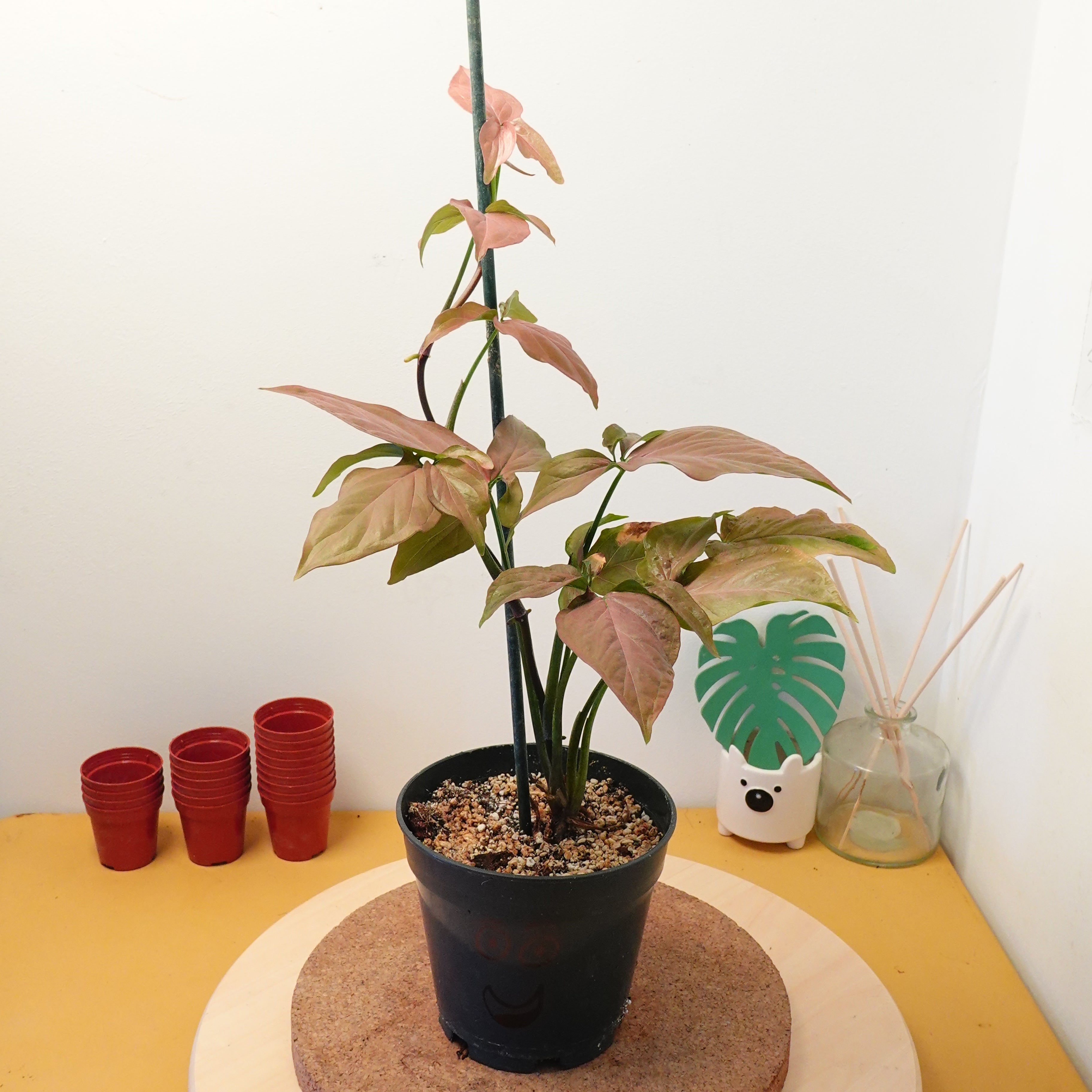 syngonium pink splash