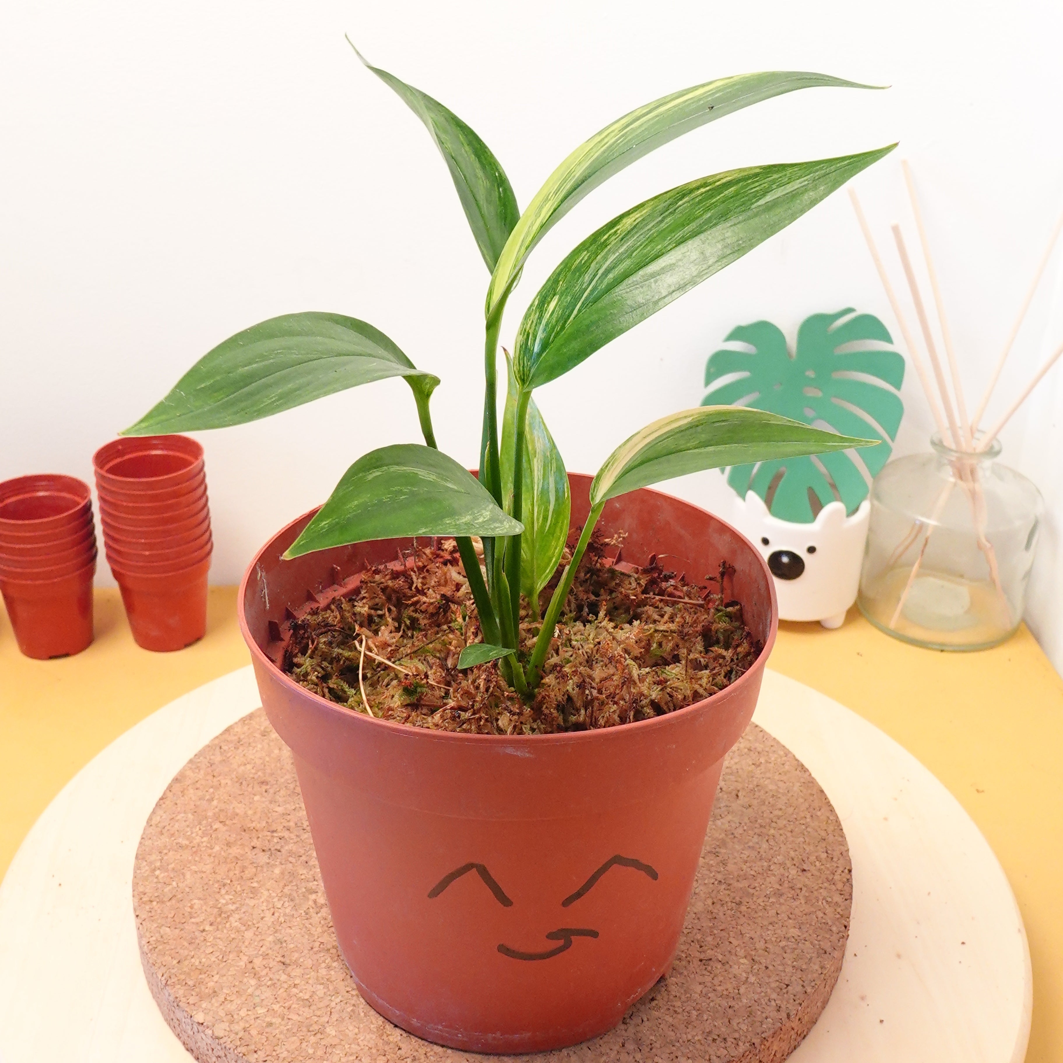 Epipremnum Amplissimum AUREA