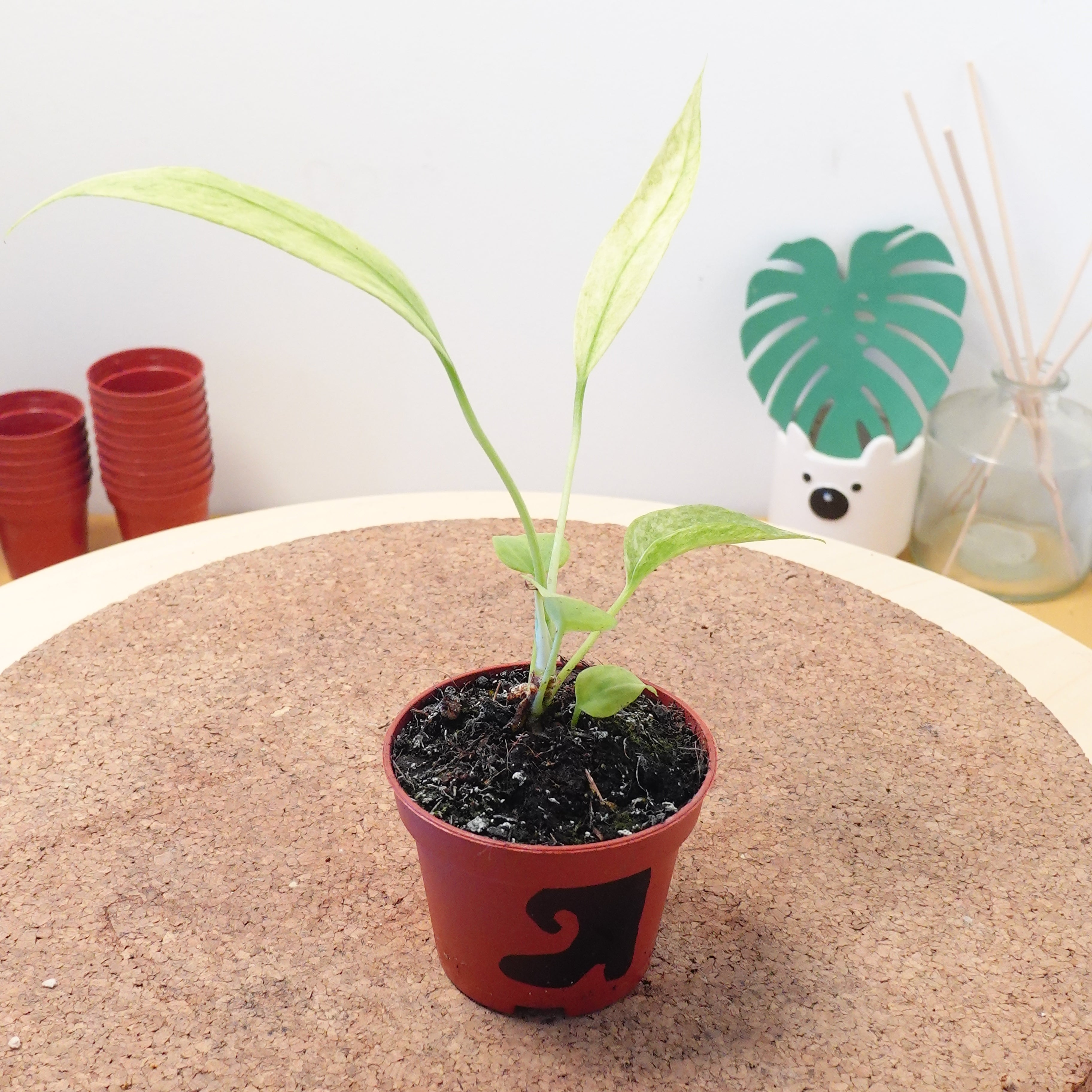 Anthurium vittariifolium 'Variegata'