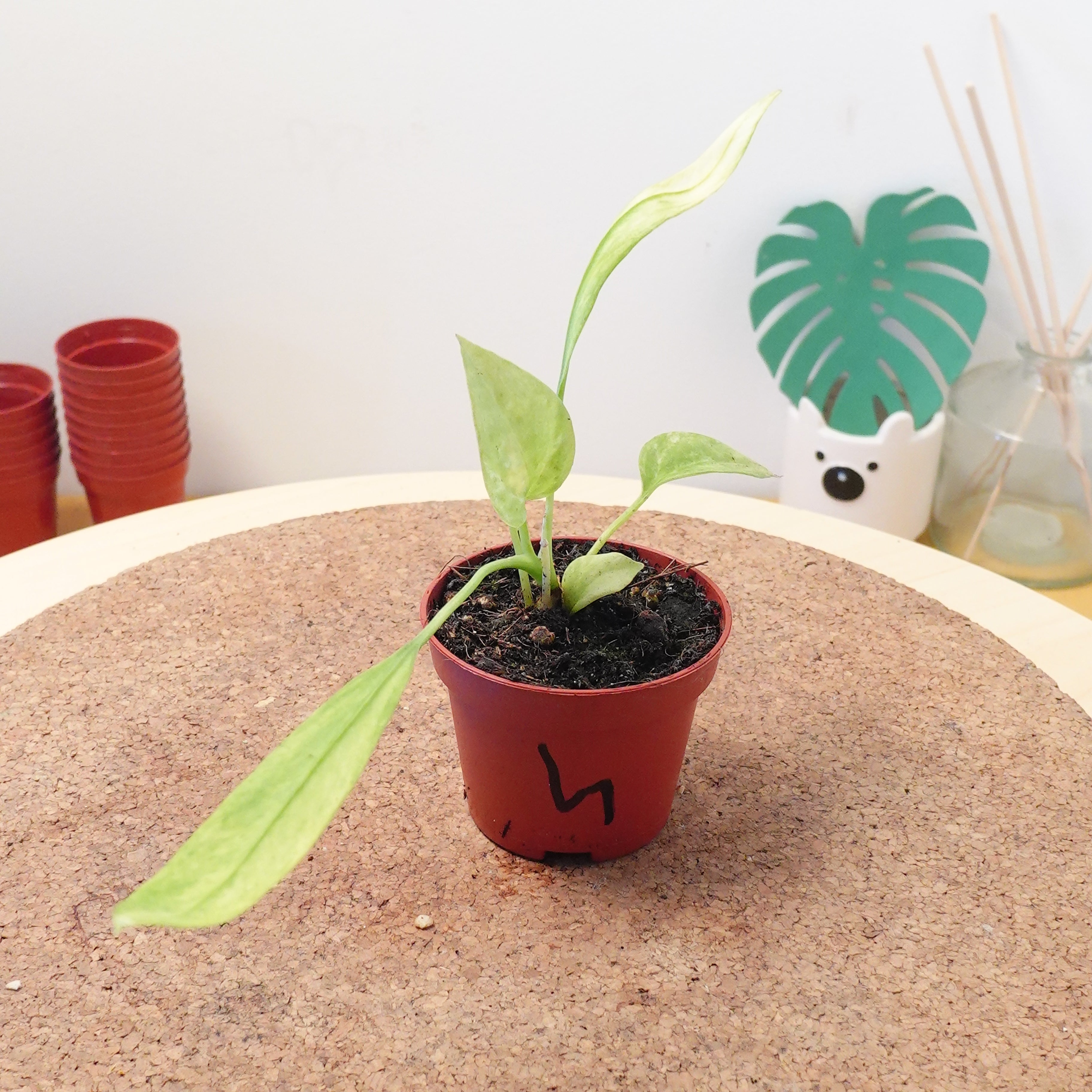 Anthurium vittariifolium 'Variegata'