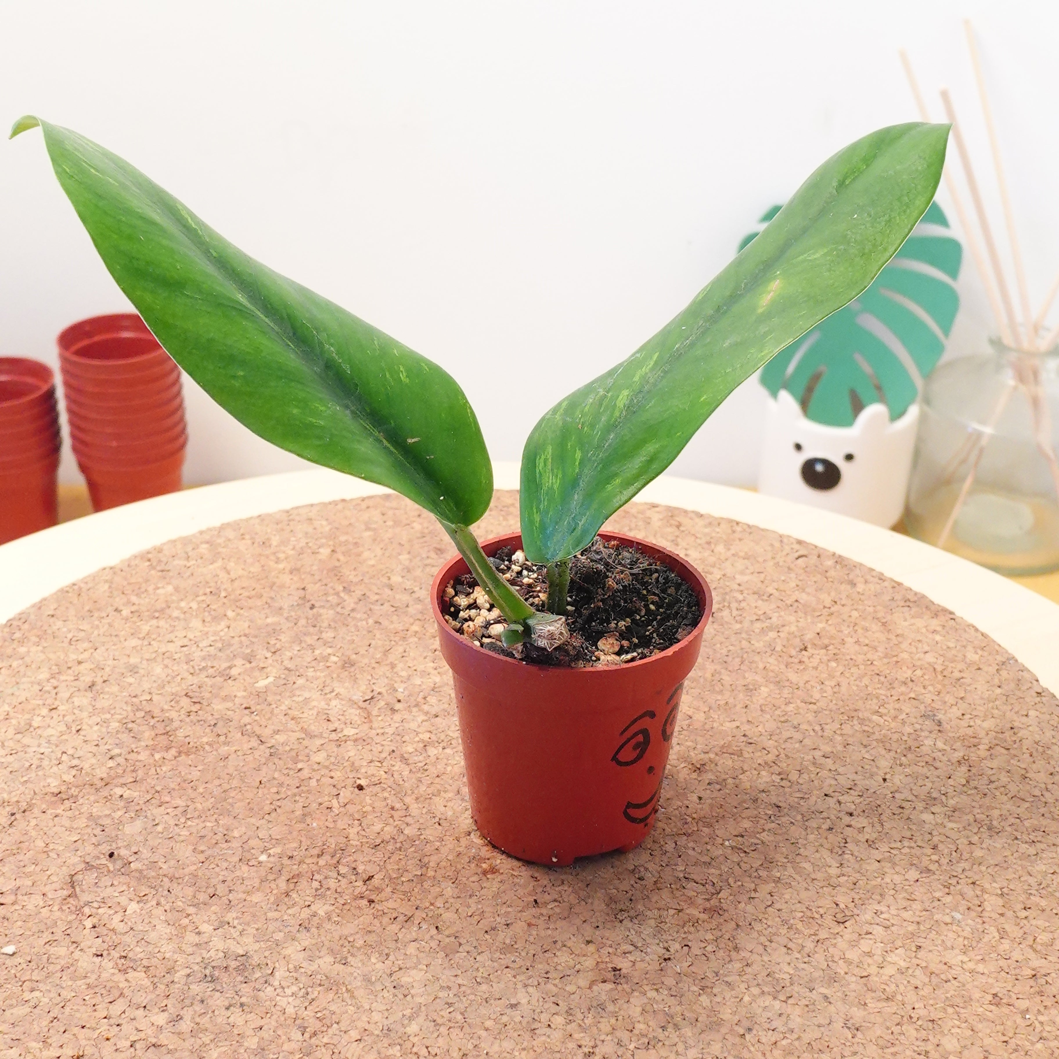 Rhaphidophora elliptica aurea