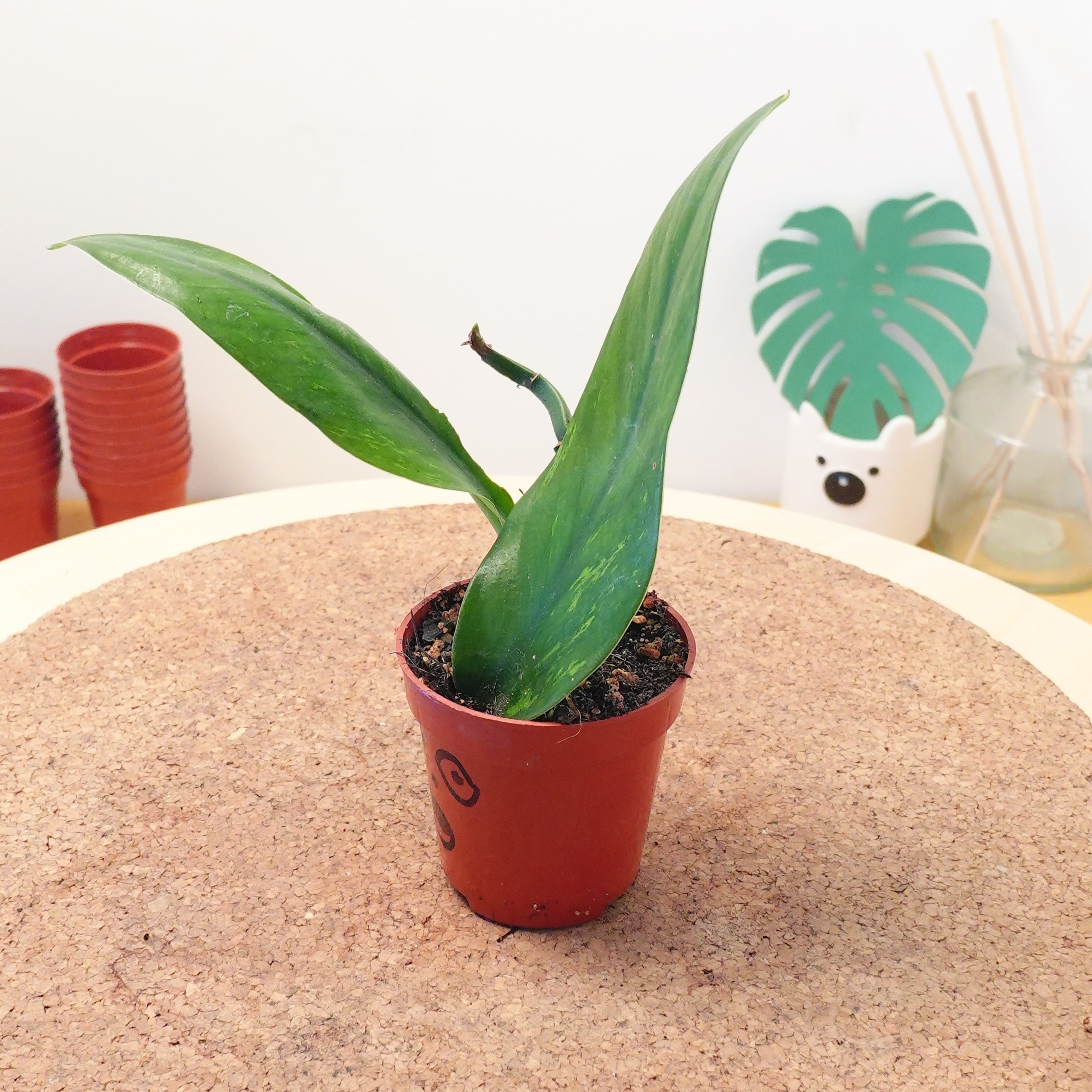 Rhaphidophora elliptica aurea