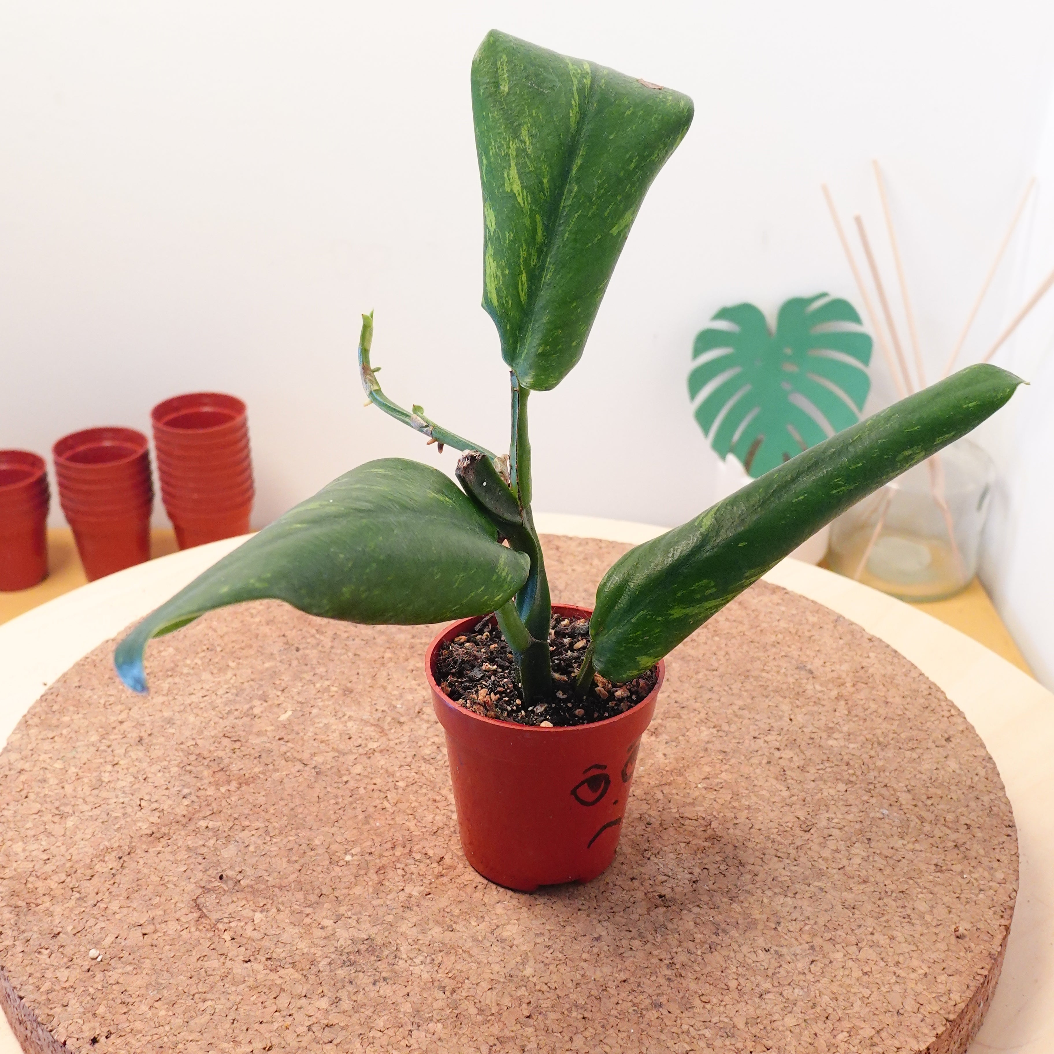 Rhaphidophora elliptica aurea