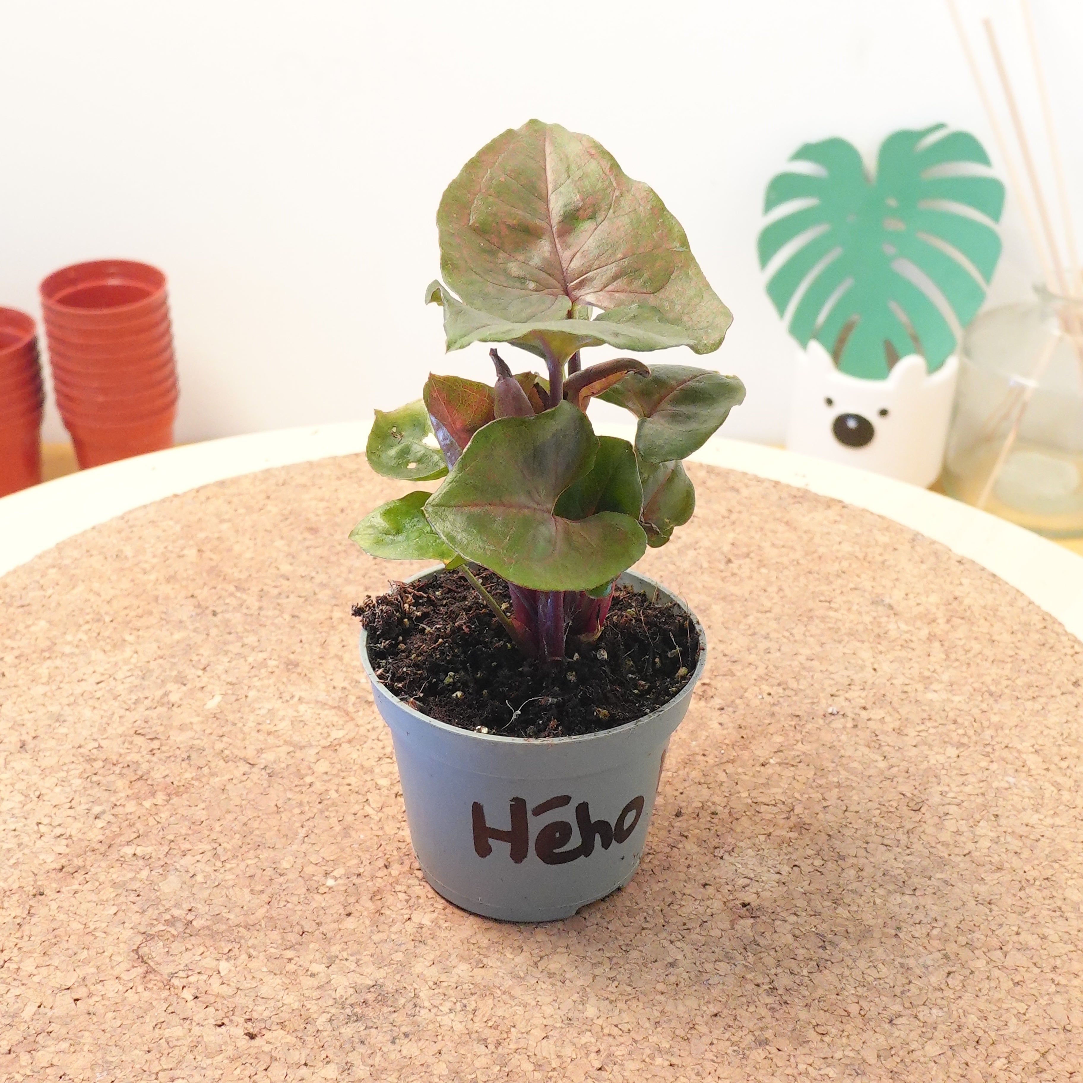 Syngonium ‘Maria’