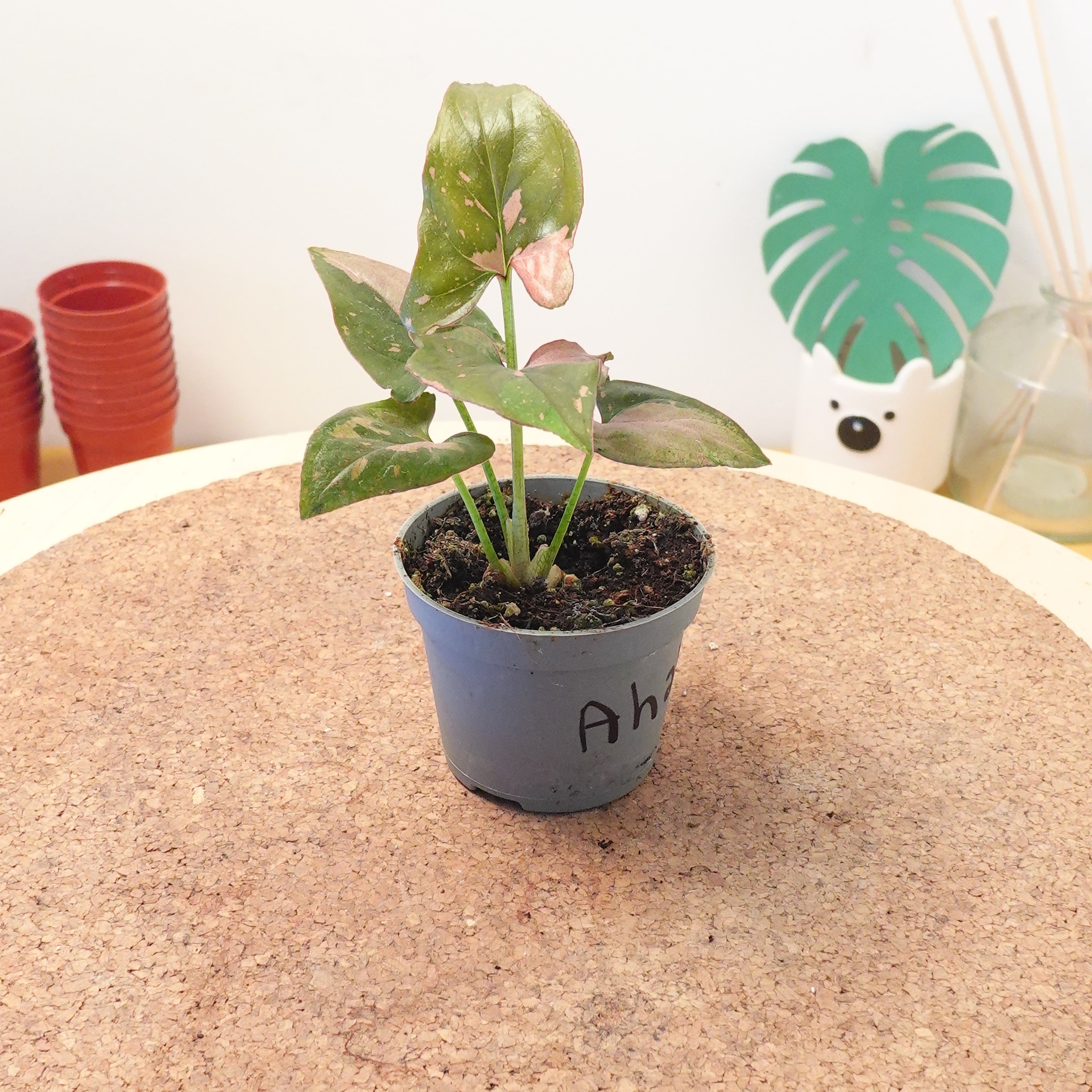 syngonium pink splash