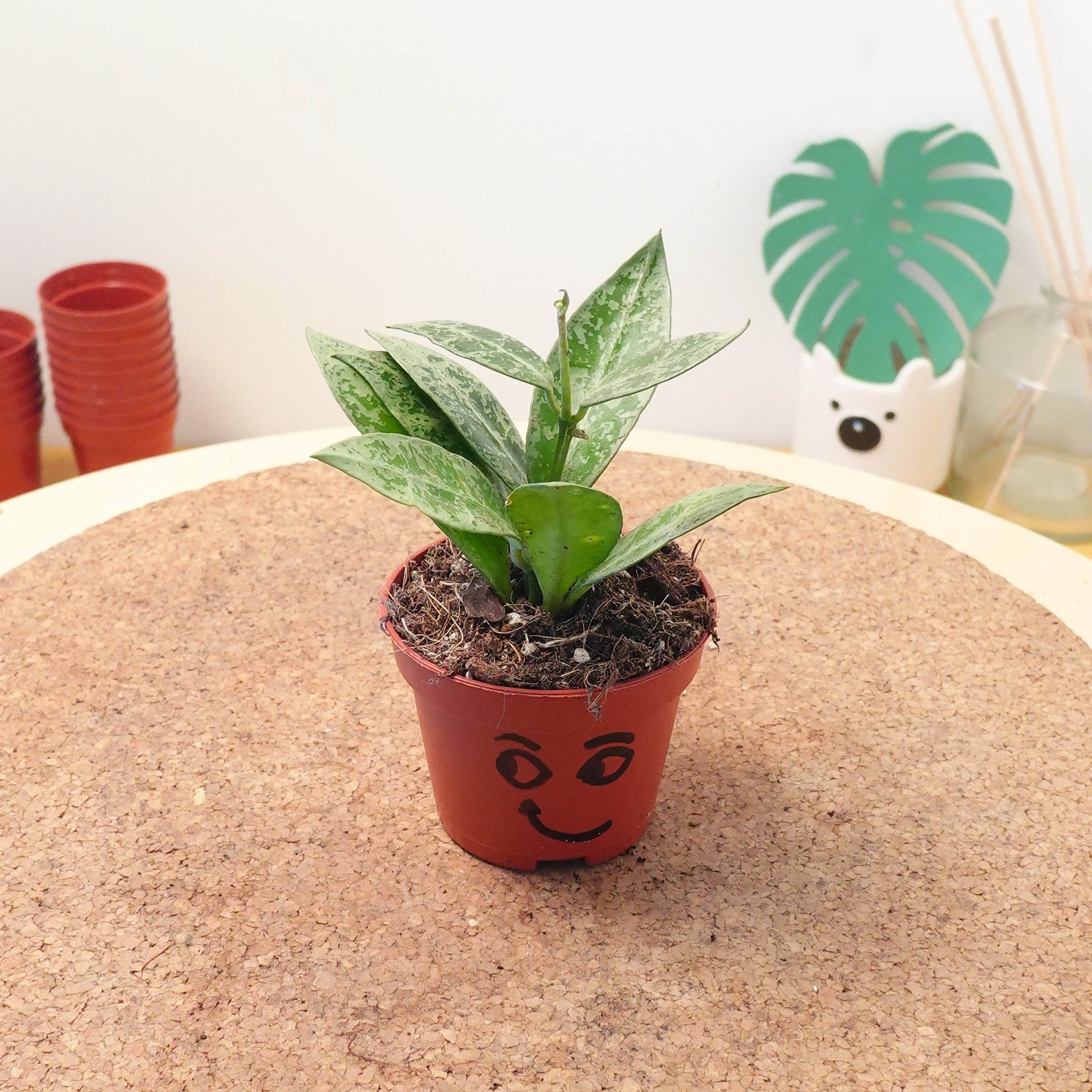 Hoya lacunosa 'Snow Leopard'