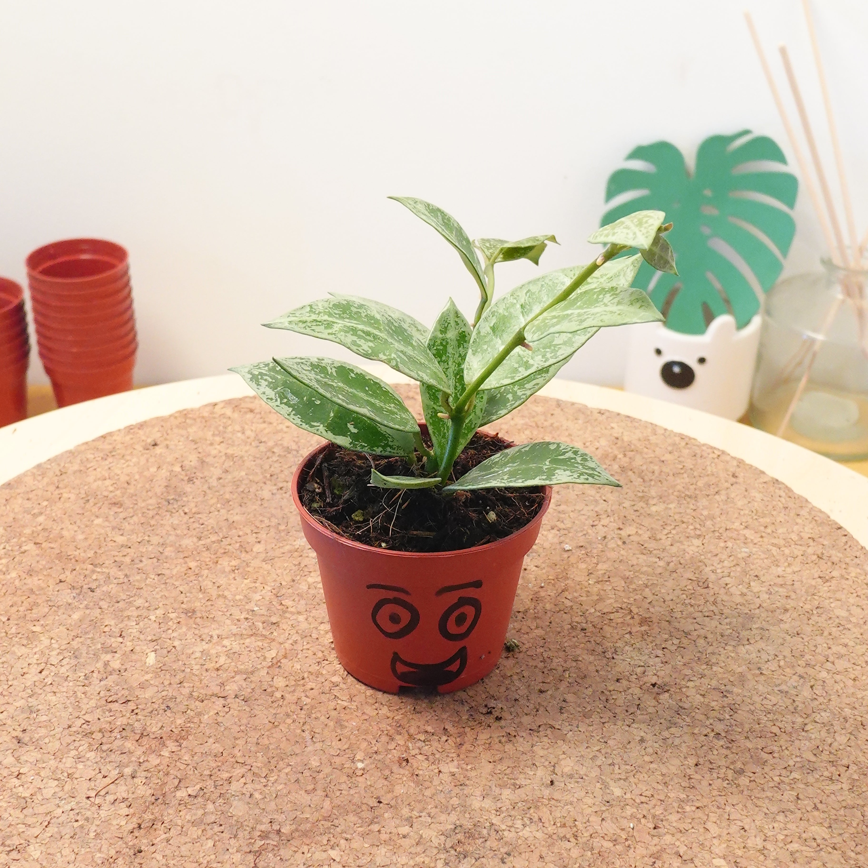 Hoya lacunosa 'Snow Leopard'