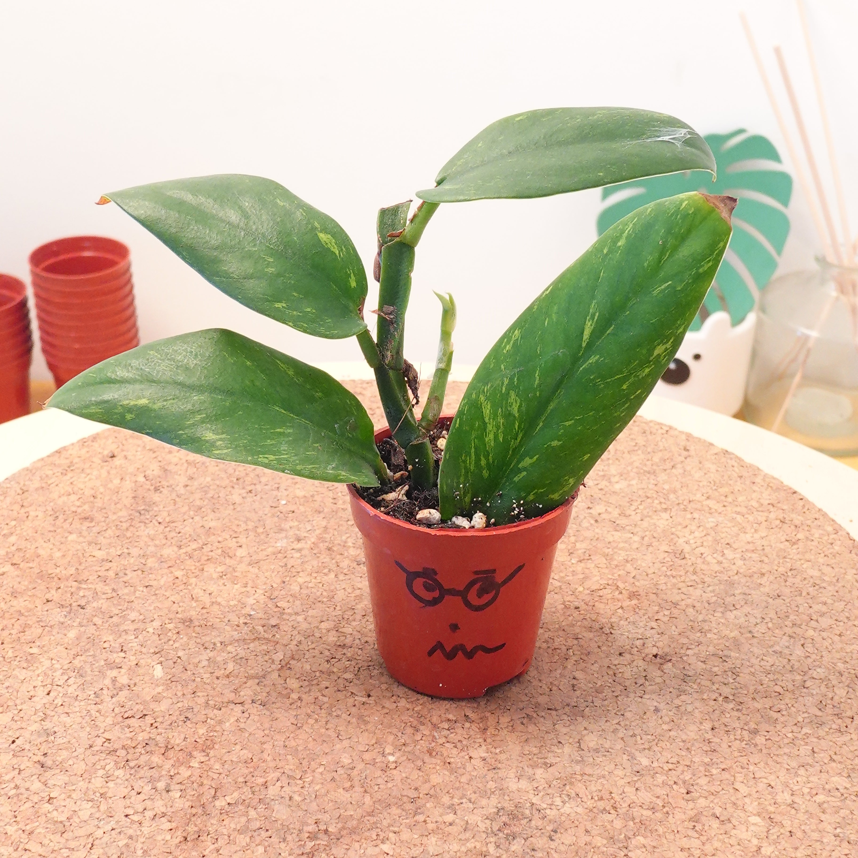 Rhaphidophora elliptica aurea