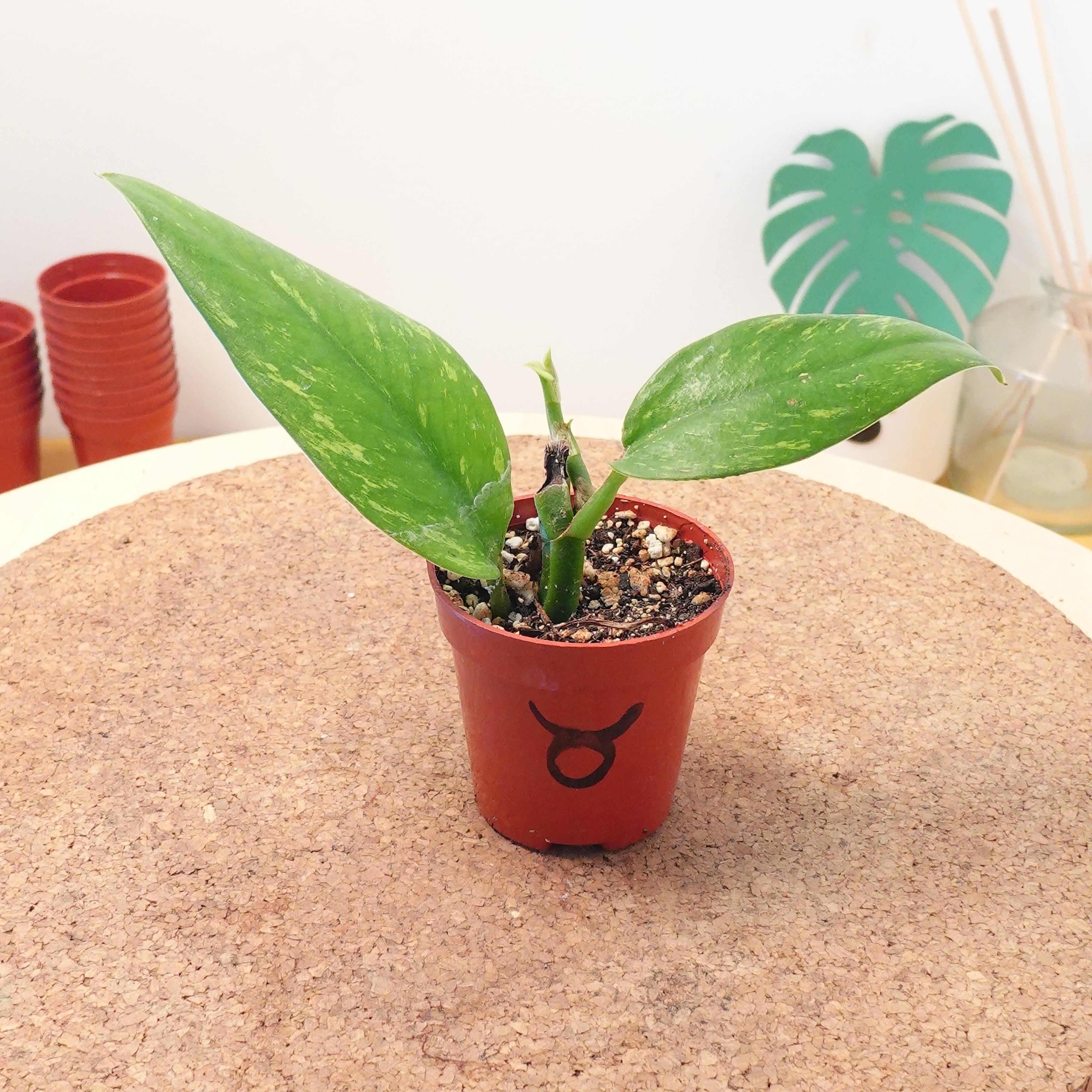 Rhaphidophora elliptica aurea