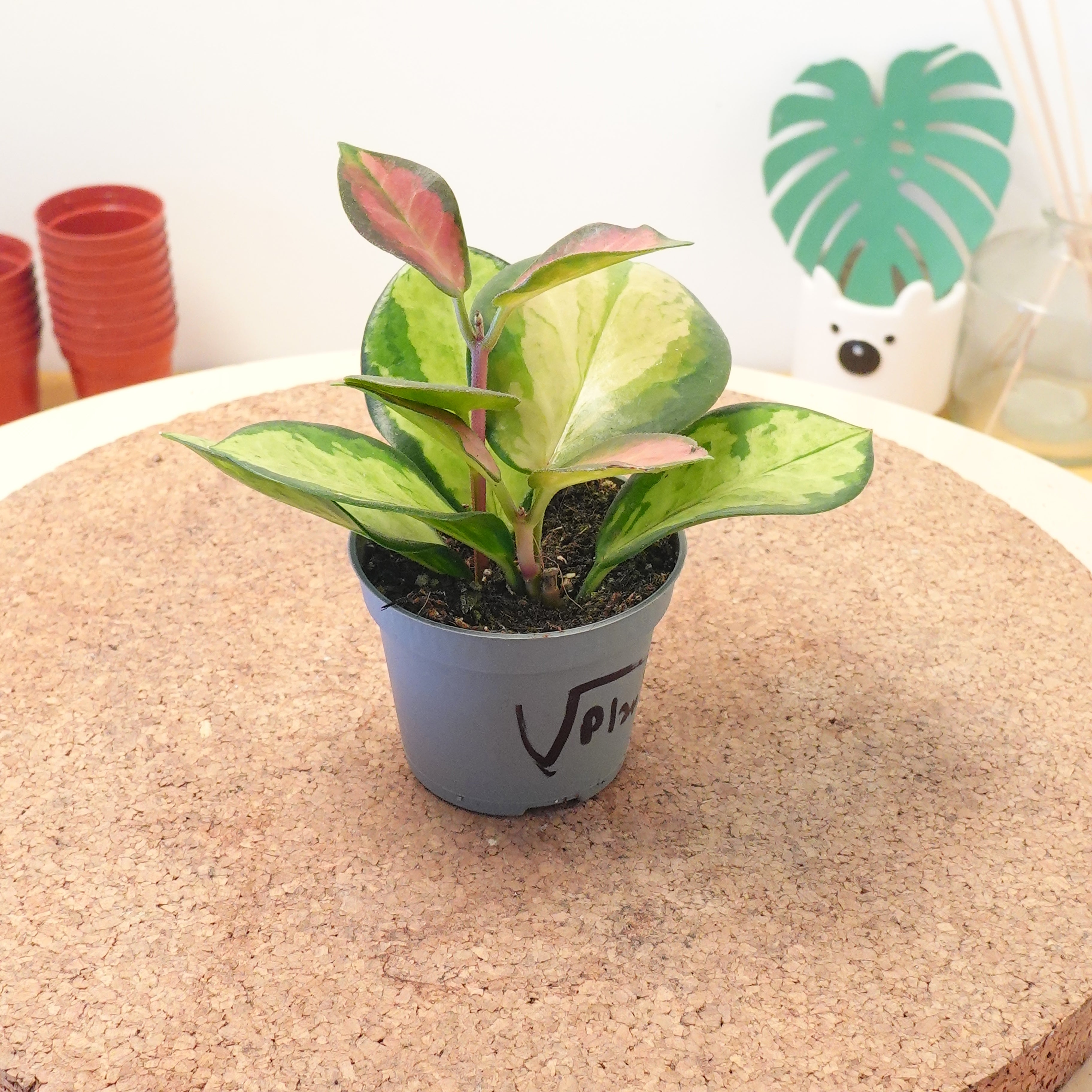 Hoya carnosa 'Tricolor'