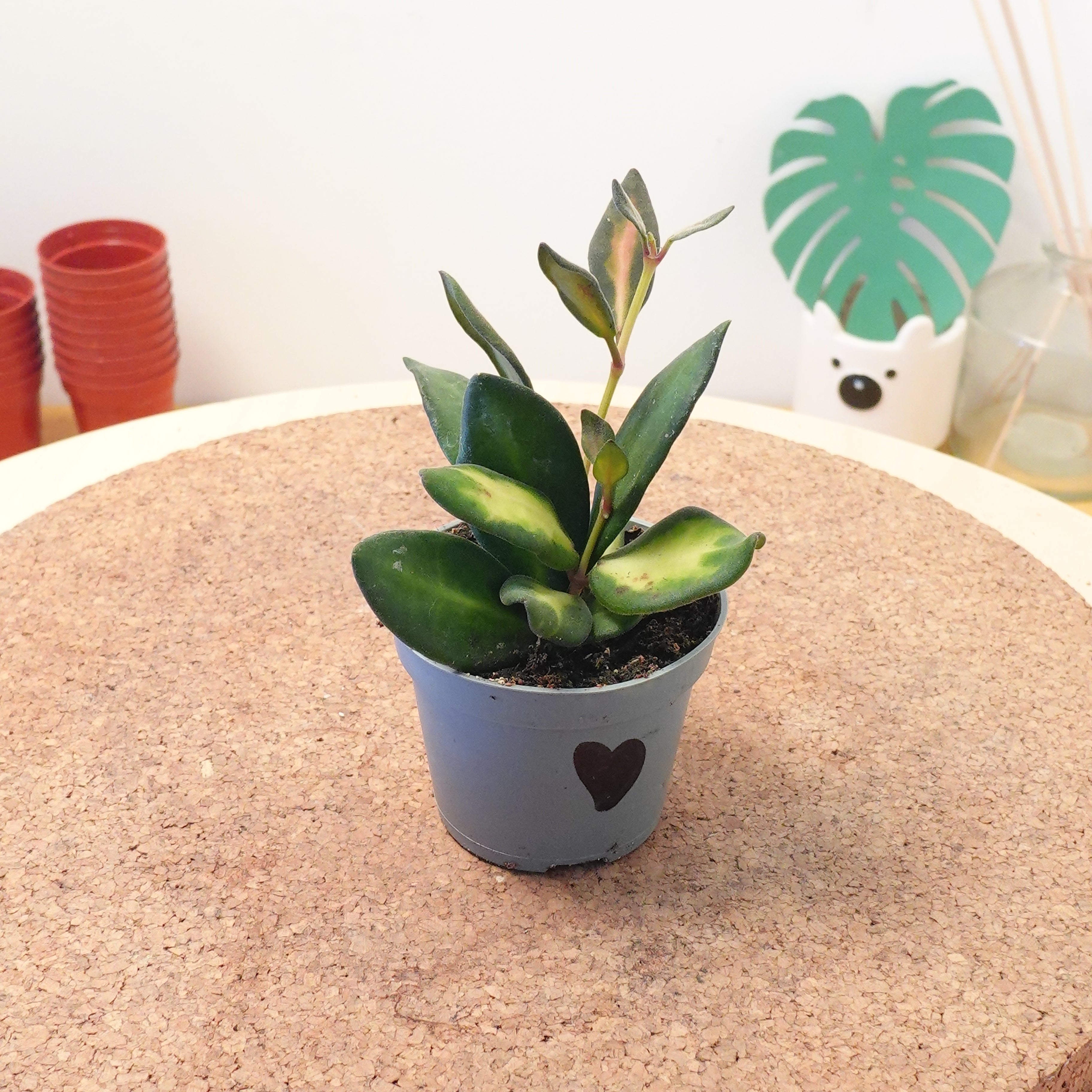 Hoya carnosa 'Tricolor'