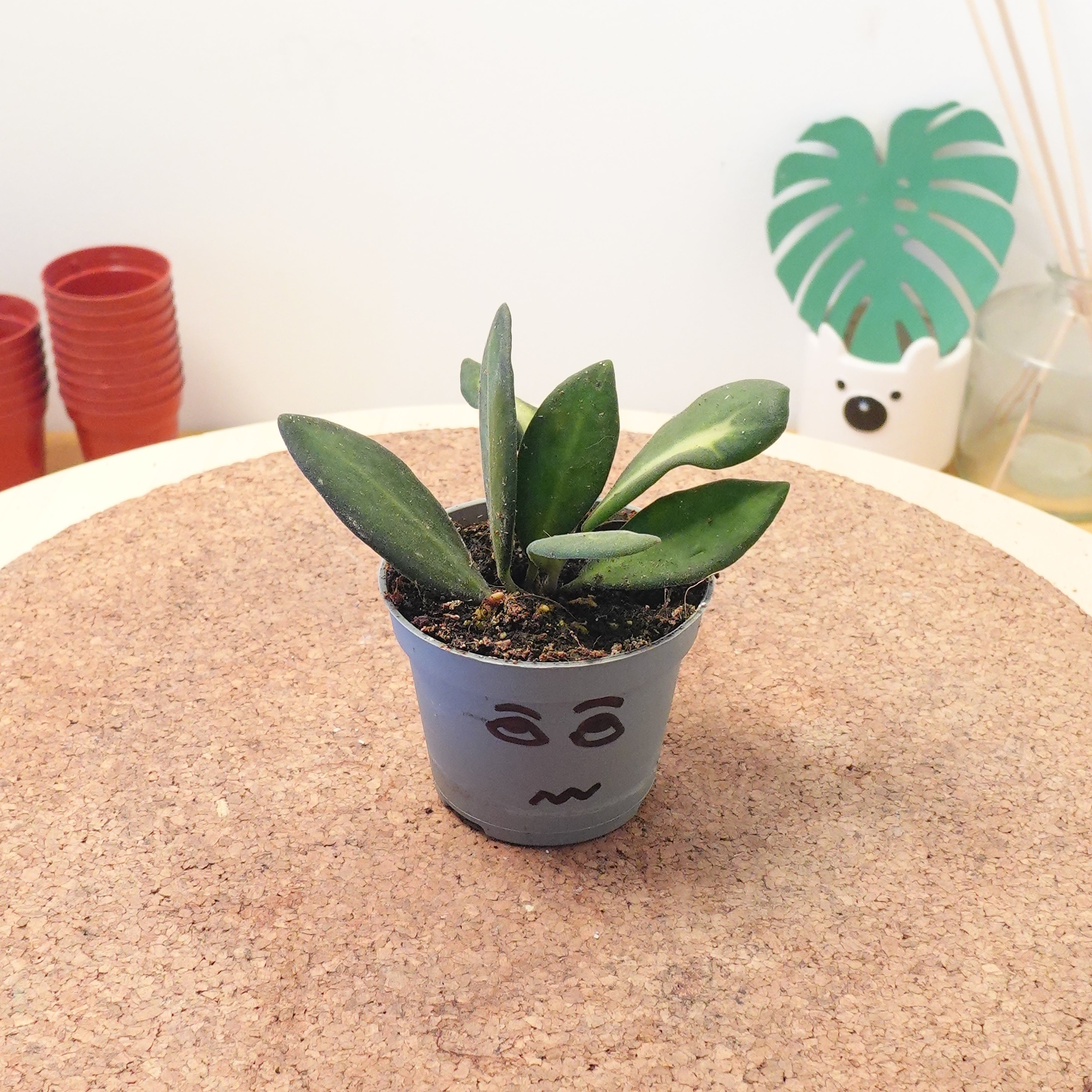 Hoya burtoniae 'Variegata'