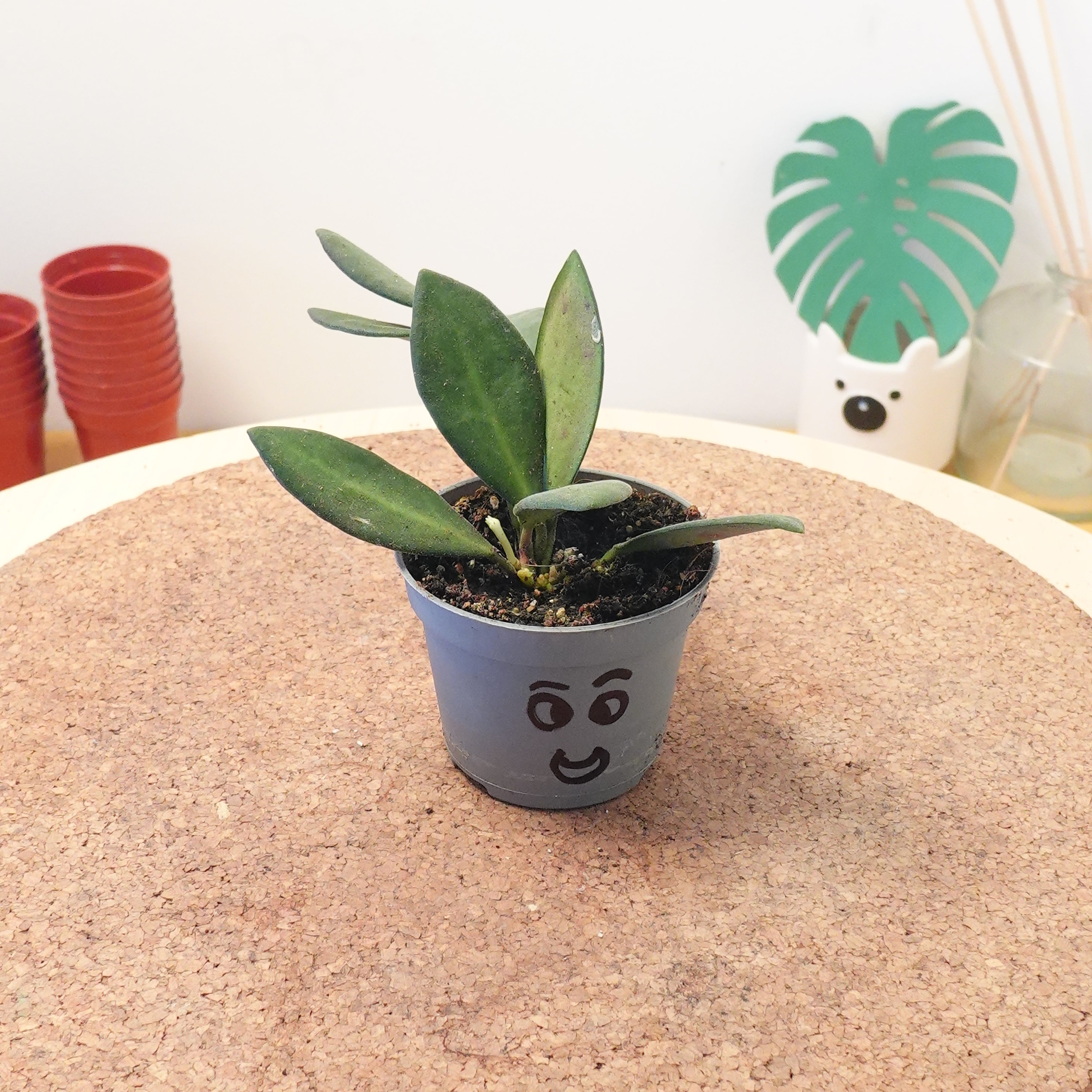 Hoya burtoniae 'Variegata'