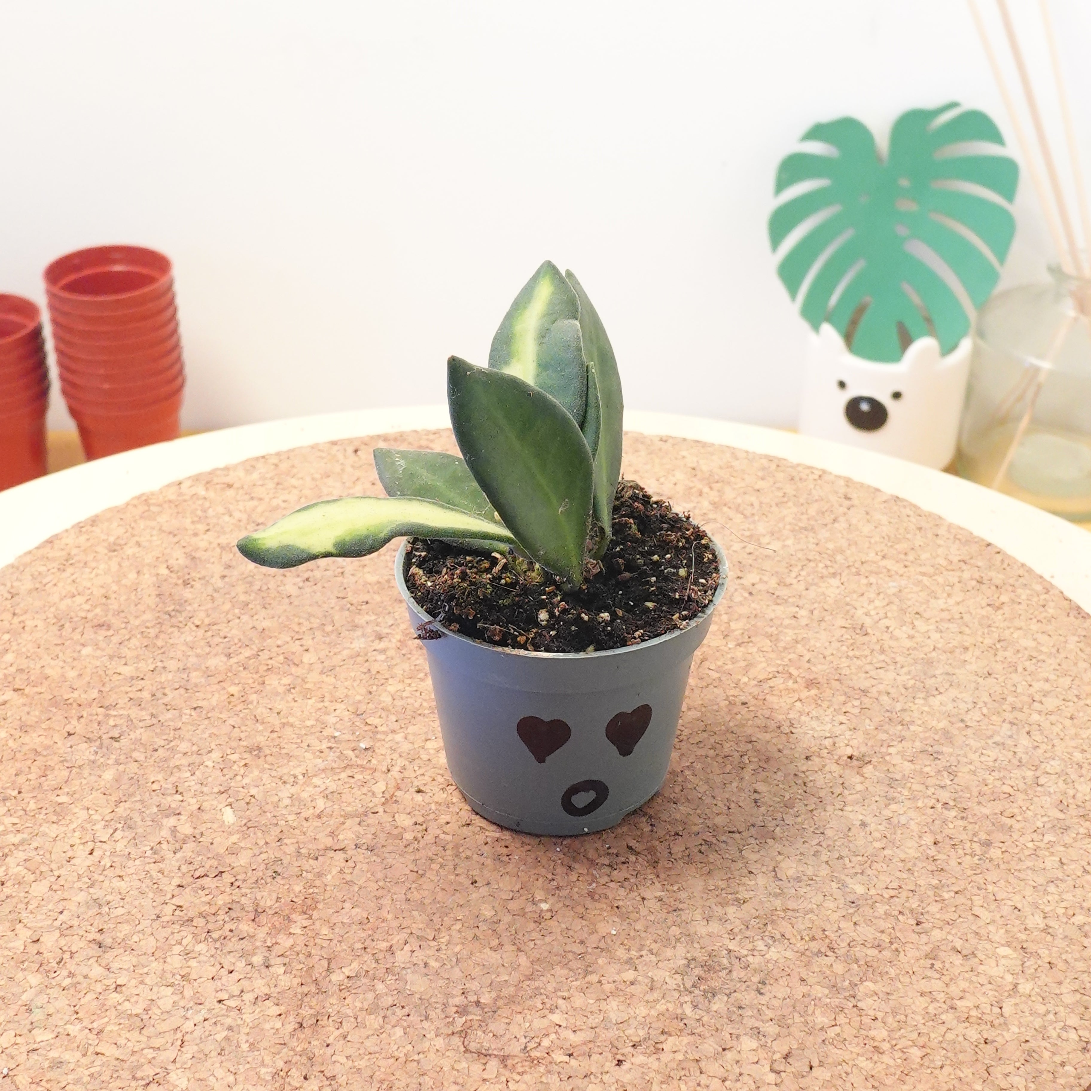 Hoya burtoniae 'Variegata'