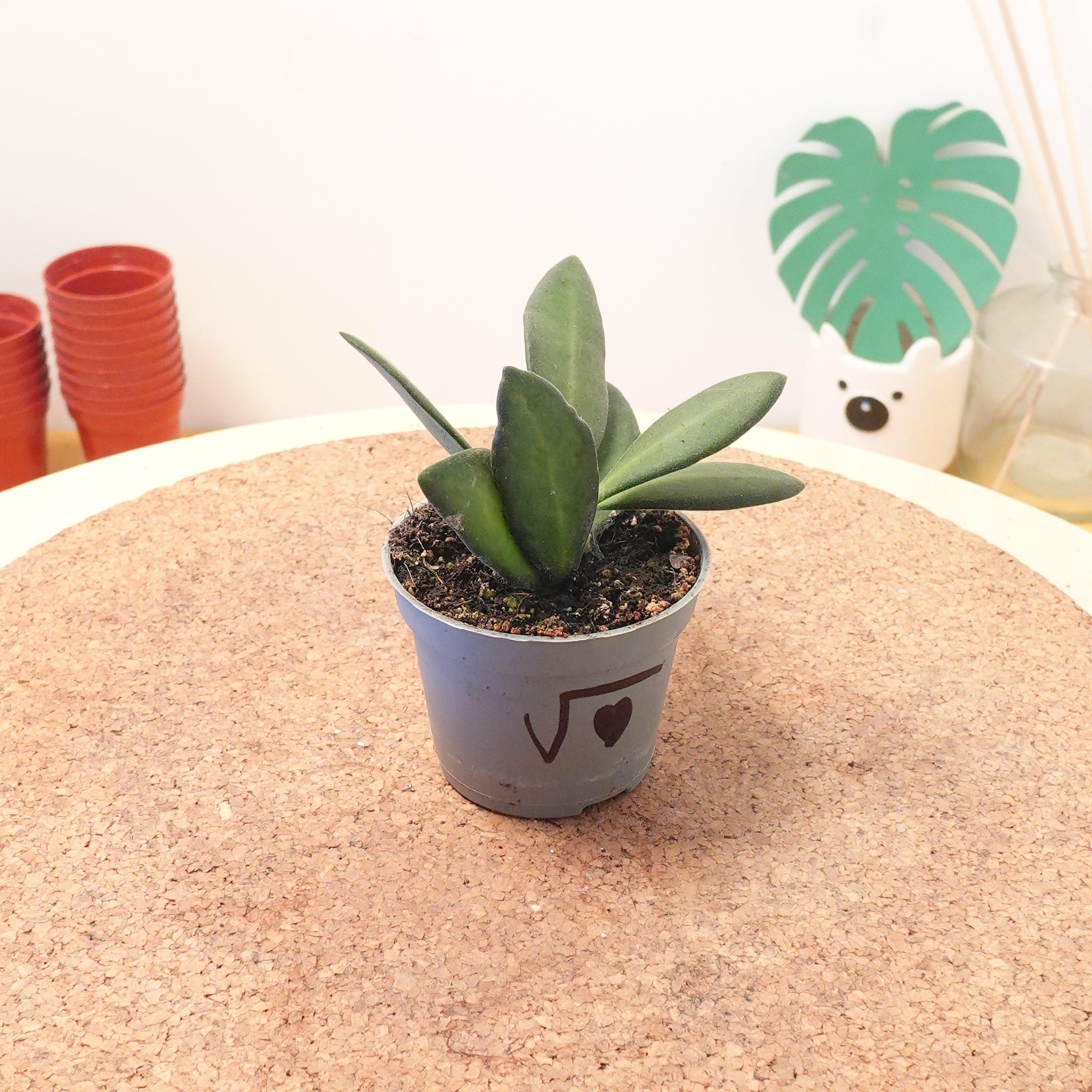 Hoya burtoniae 'Variegata'