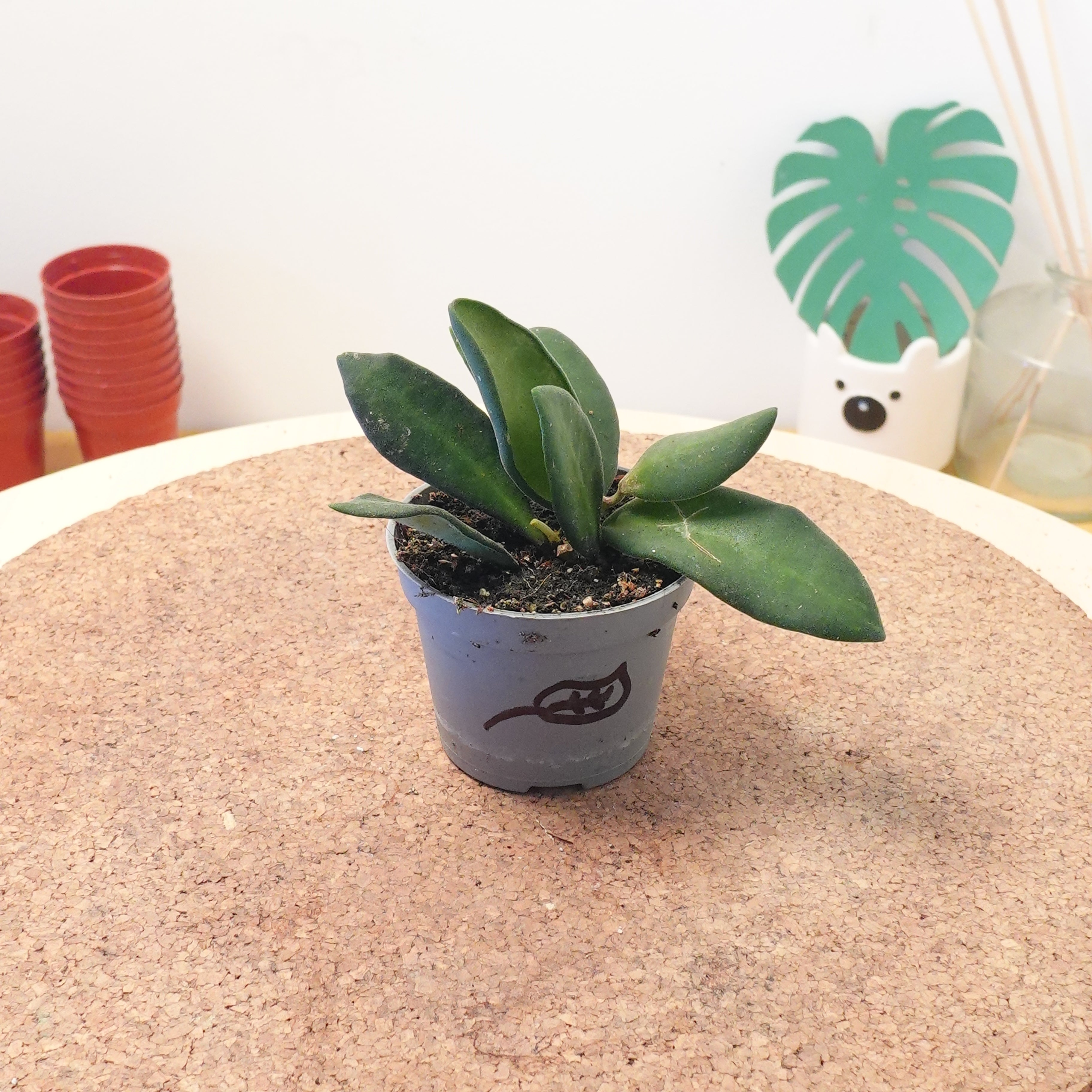 Hoya burtoniae 'Variegata'