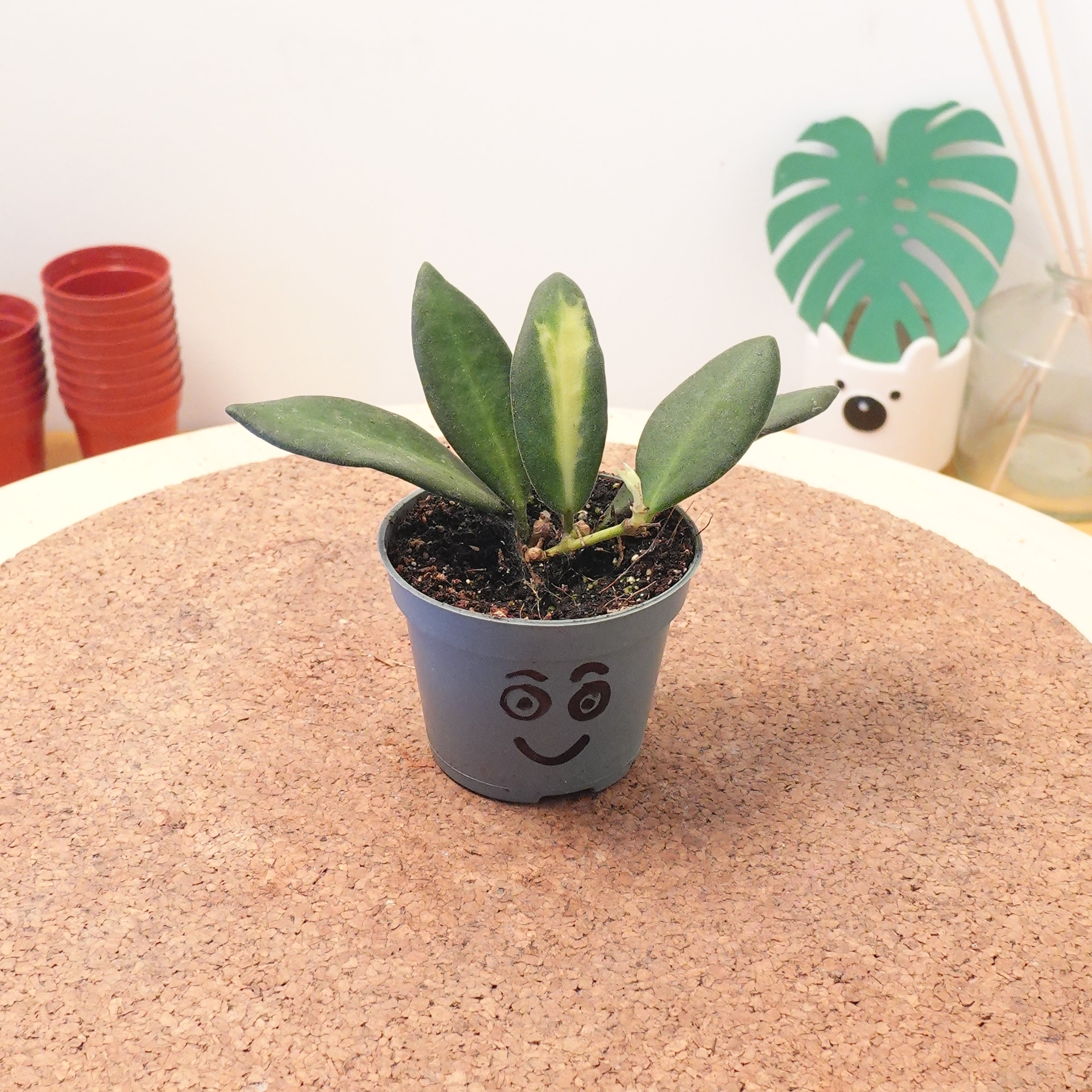 Hoya burtoniae 'Variegata'